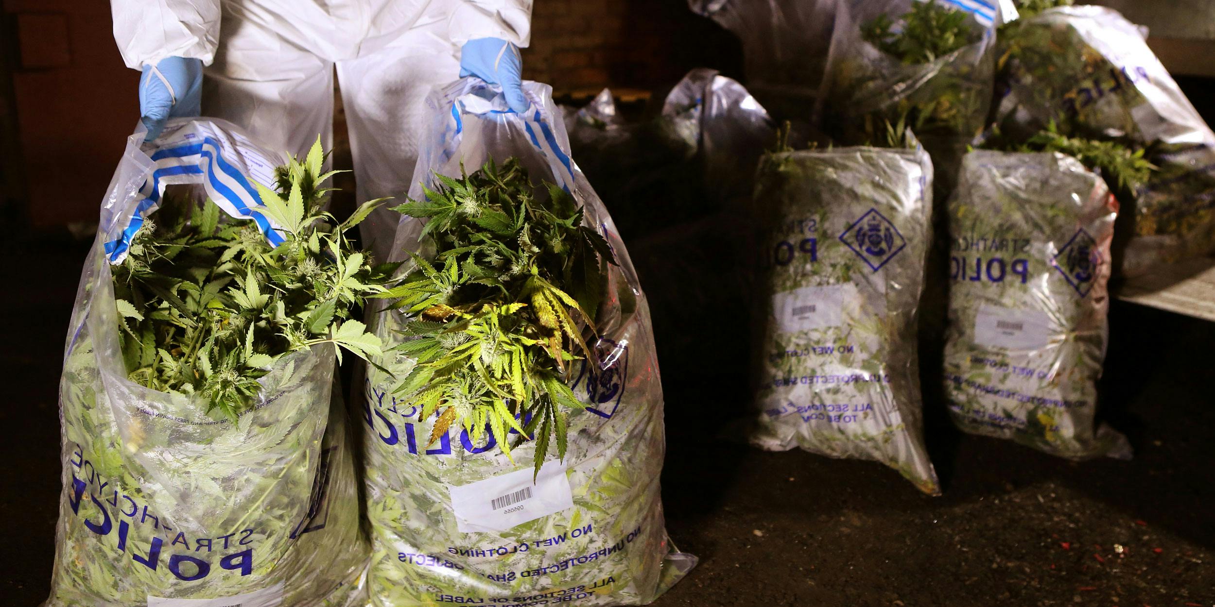 Strathclyde Police officers in Scotland load drugs in bags believed to be cannabis after it was found at a commercial premise in Rutherglen after a drugs raid. The police in London recently announced that they discover illegal cannabis grows in the UK's capital every two days.