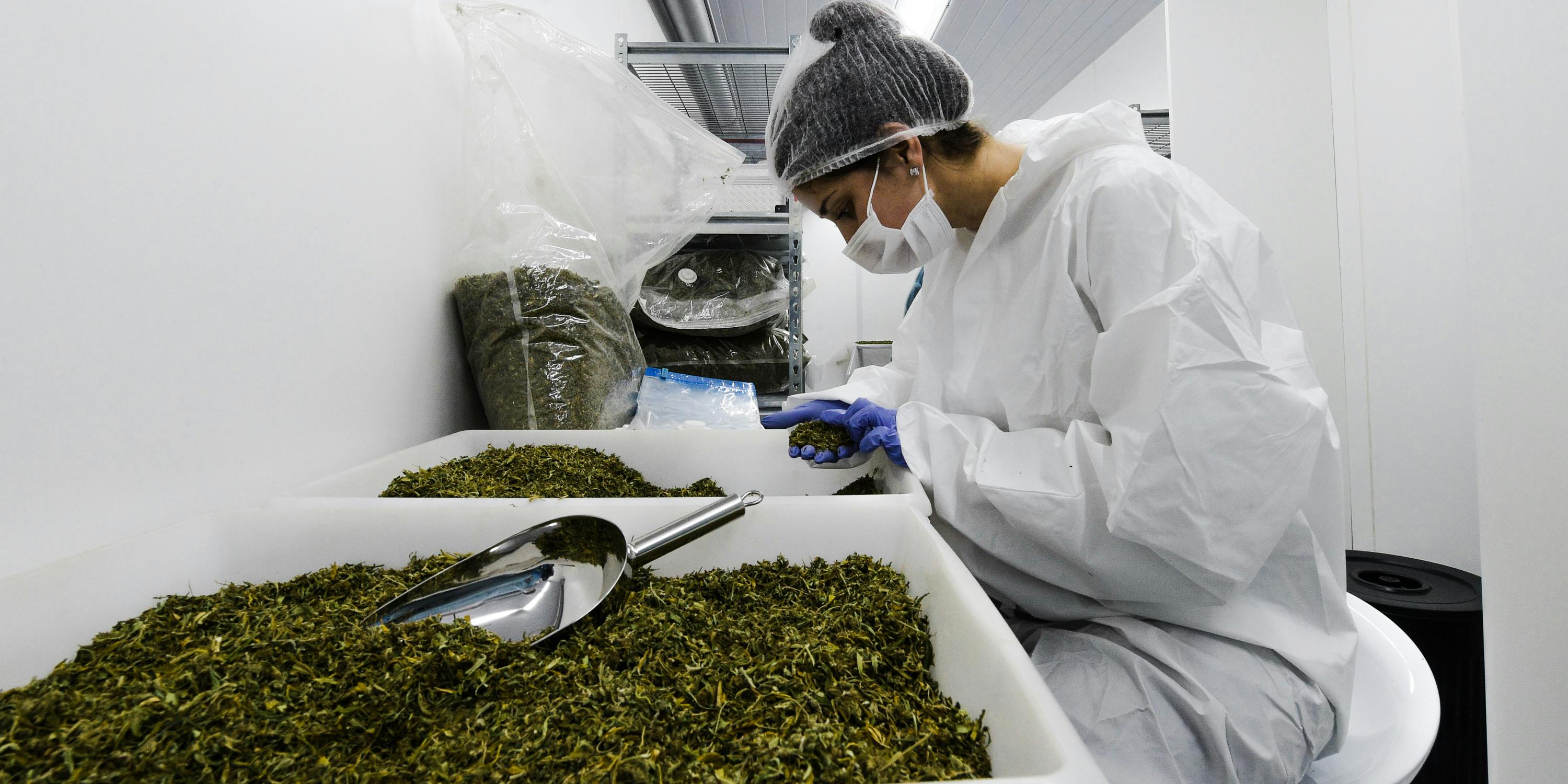 An employee analyzes the quality of marijuana at a greenhouse near Empalme Olmos, Canelones department, Uruguay on August 23, 2018. One of the most common marijuana myths is that prohibition should be upheld because cannabis hasn't been proven to be safe. On the contrary, legalization ensures that it is by instituting regulations like lab testing. (Photo by Miguel ROJO/ AFP/Getty Images)