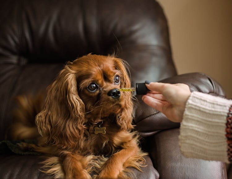 5 Underrated Uses for CBD You Probably Don%E2%80%99t Know About Cheech and Chong, the Cannabis Voter Project Want You to Vote This November