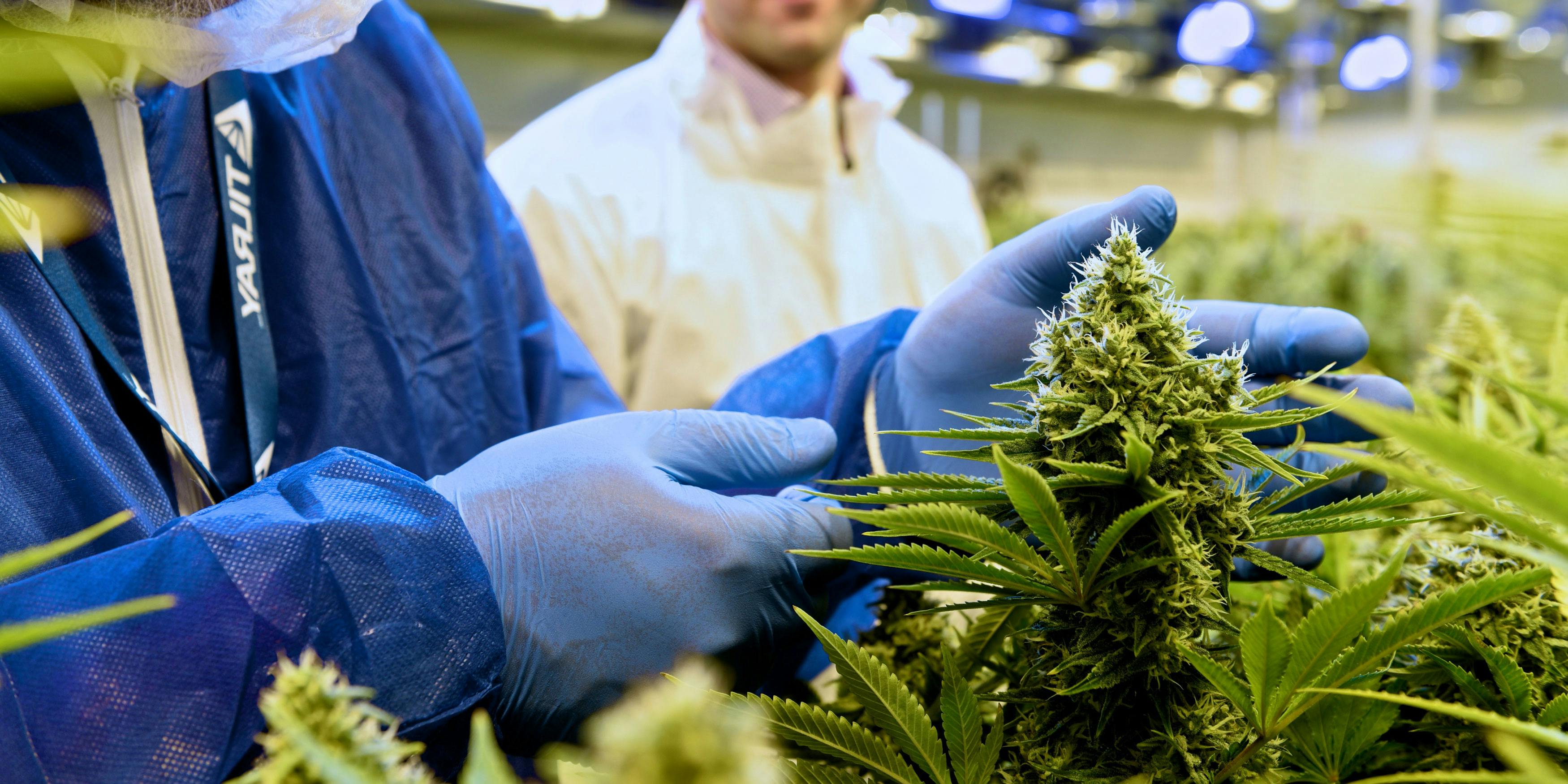 For The First Time, Canada Gets Approval To Send Cannabis For Research ...