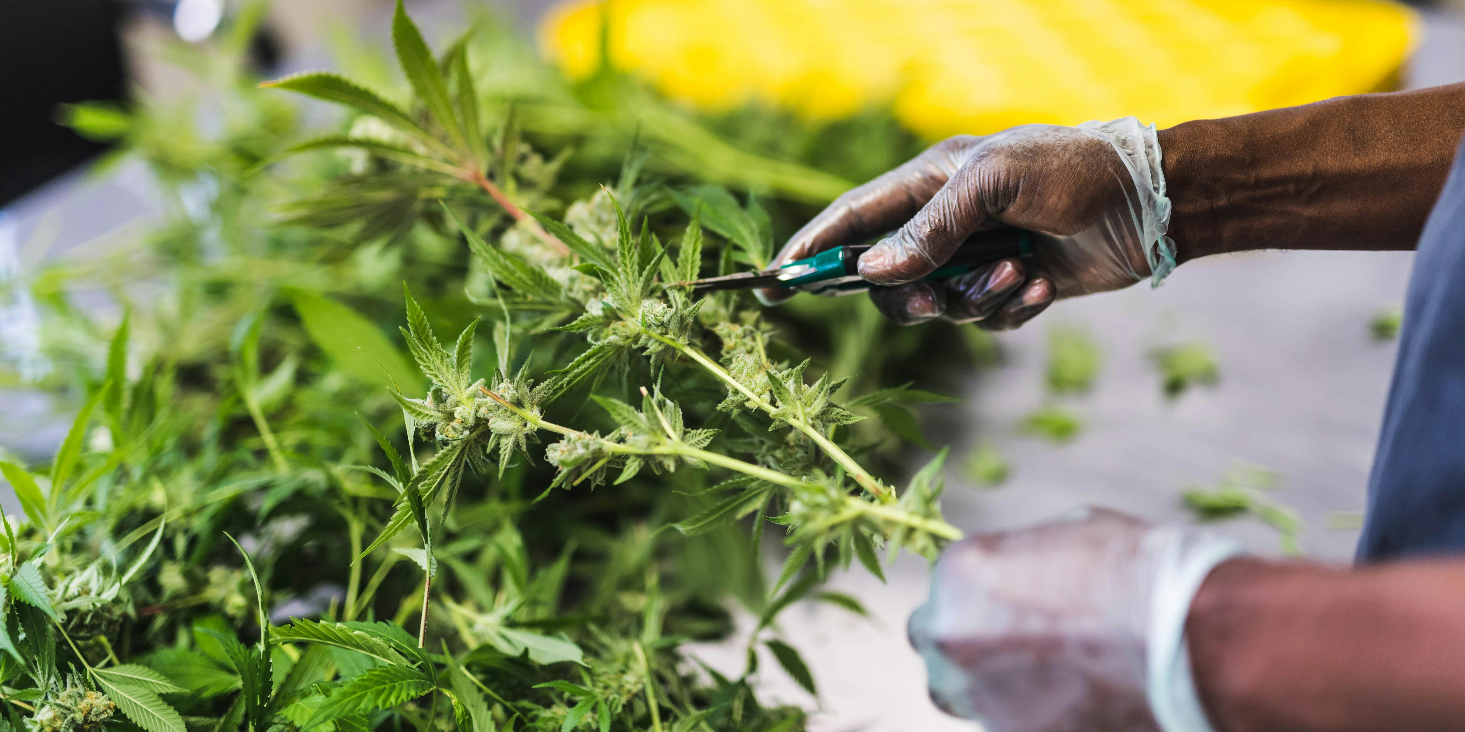 A crop of cannabis plants being pruned under artificial lights at a facility in Oregon. An Anheuser-Busch recently announced he's getting into the cannabis industry