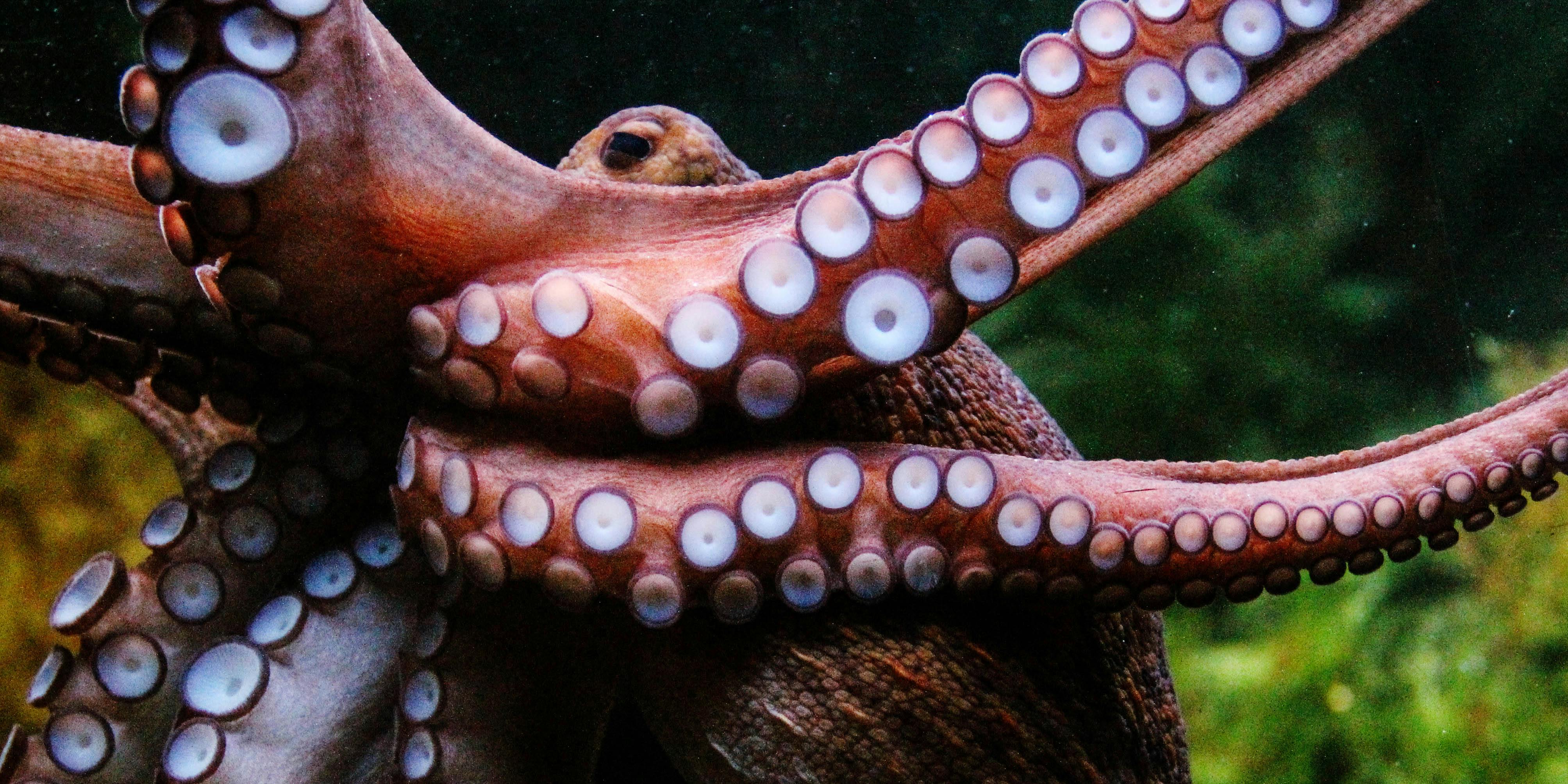 A close up of octopi tentacles. The Vancouver Aquarium just named their newest octopus after Seth Rogen.