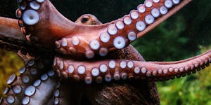 Vancouver Aquarium Names a Giant Octopus After Seth Rogen