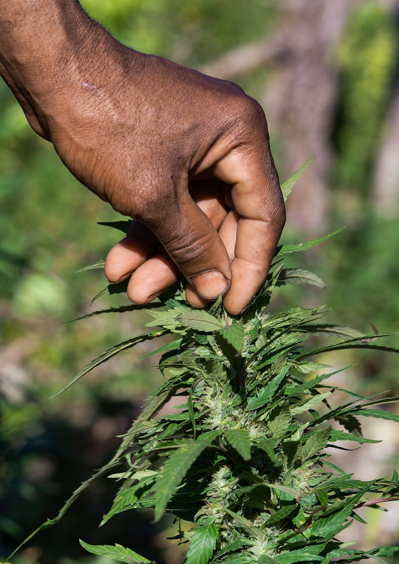 Scientists are on a Quest to Find and Preserve Jamaicas Unique Strains Scientists are on a Quest to Find and Preserve Jamaicas Unique Strains