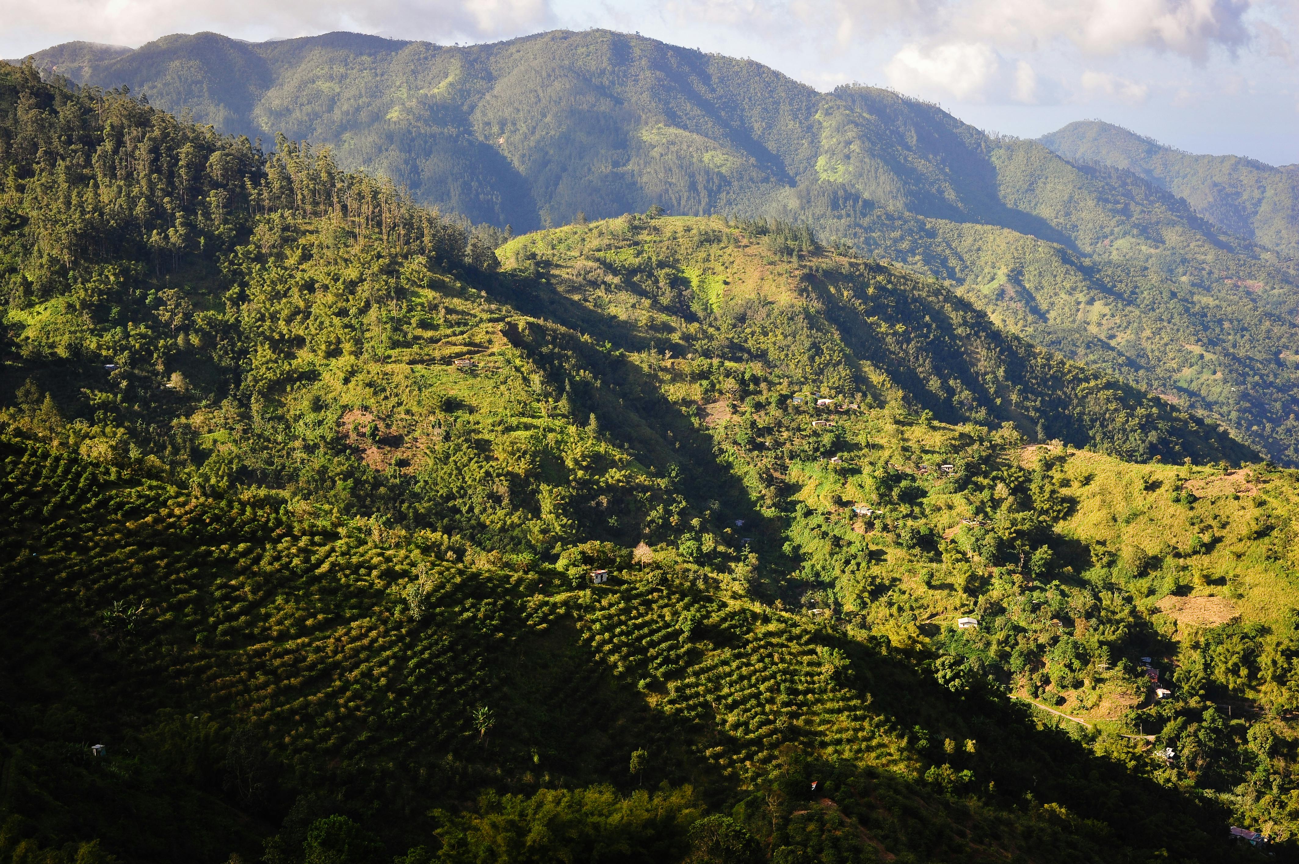 A view of the rugged Blue Mountains of Jamaica at sunset. Scientists are on a Question to Find and Preserve Jamaica's Unique Strains (Photo by Marc Guitard)