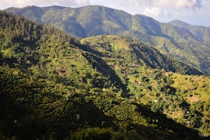 Scientists are on a Quest to Find and Preserve Jamaica’s Unique Strains