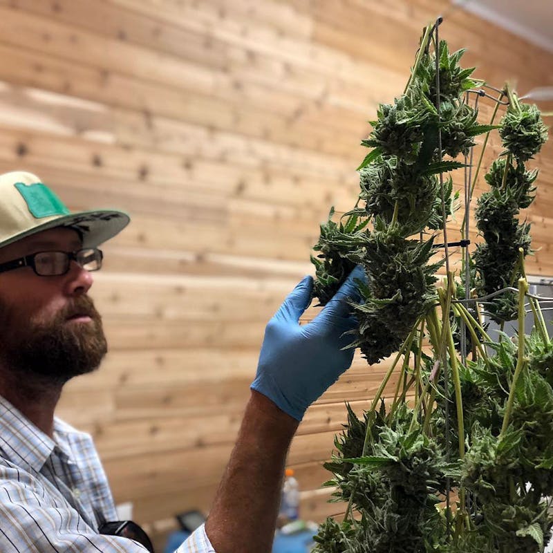 Will Oregon Be The First State to Allow Weed Shipments Across State Lines 1 Will Oregon Be The First State to Allow Weed Shipments Across State Lines?