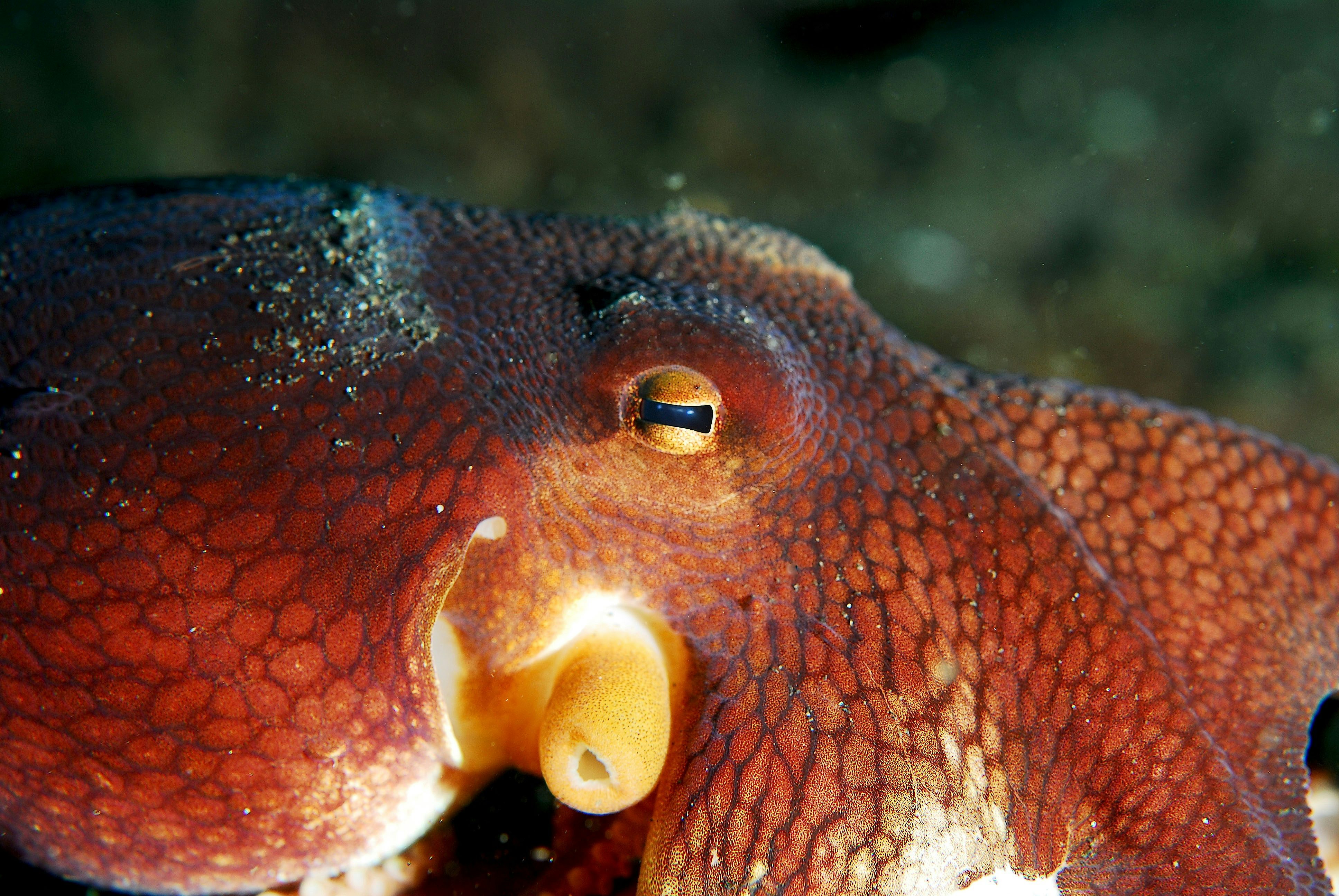 they gave octopi MDMA These Are The Best Cannabis Strains for ADHD/ ADD