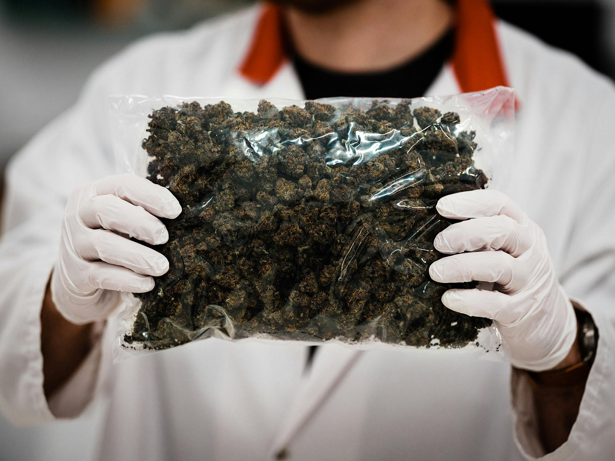 An employee at Green Relief holds up a bag of cannabis at the Green Relief laboratories in Hamilton, Ontario. Canada doesn't have enough weed for legalization day—even though it's just around the corner.