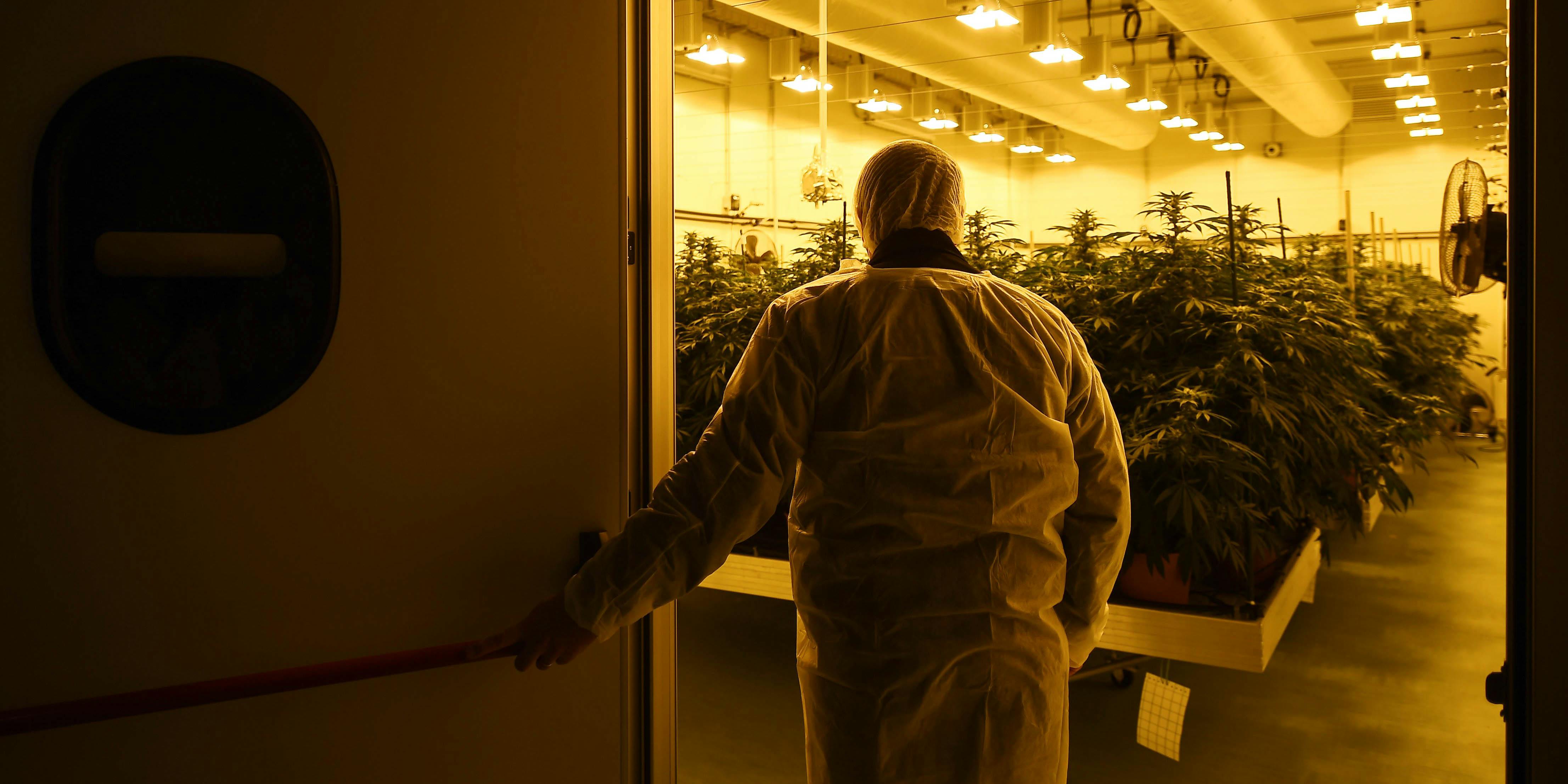 Modern Day Weed vs. Hippie Weed: Is Weed Getting Stronger? Here, a man is shown entering a grow room