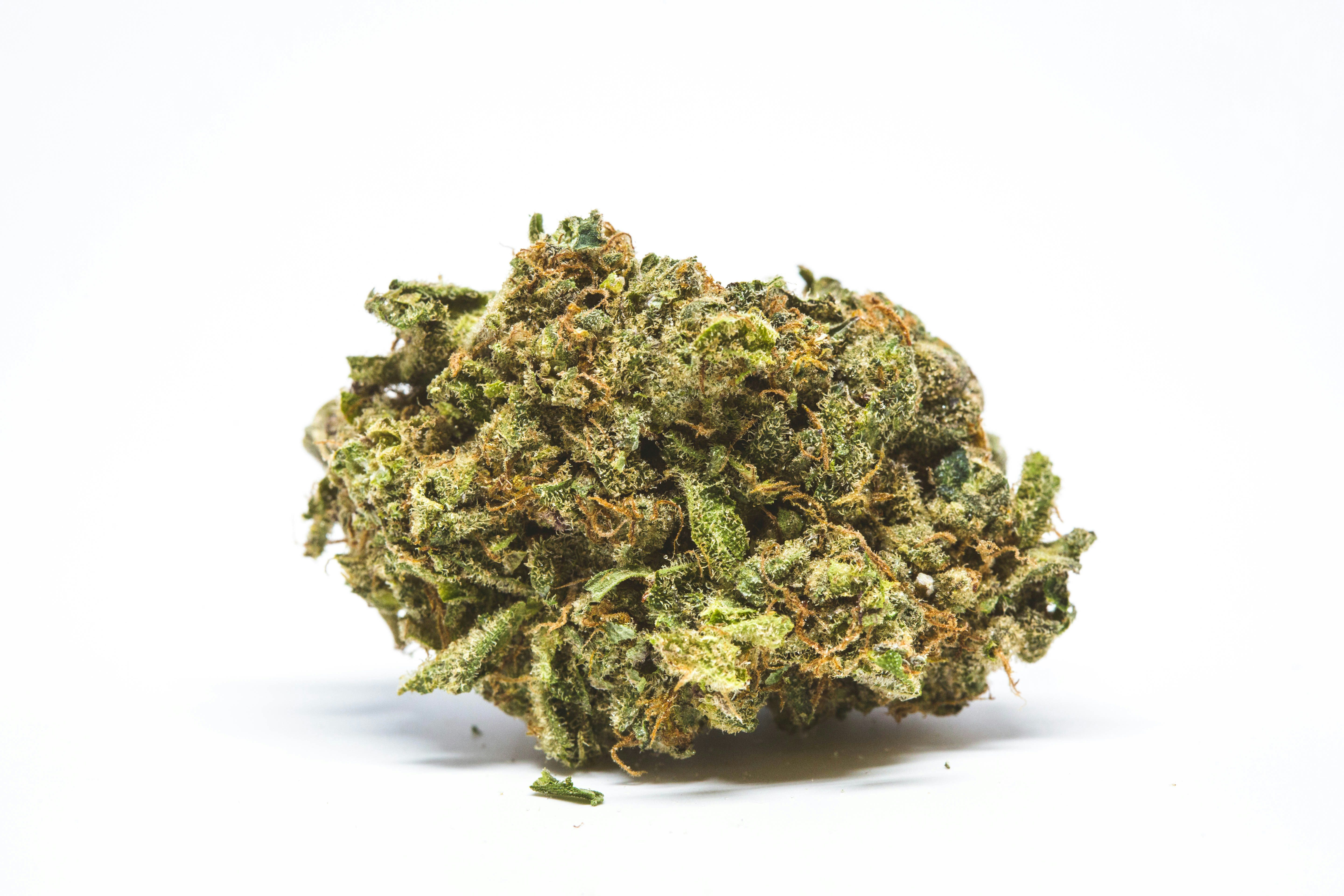 Toronto Dispensary Blue Iguana 21 Watch Snoop Dogg Smoke A Blunt In Front Of The White House