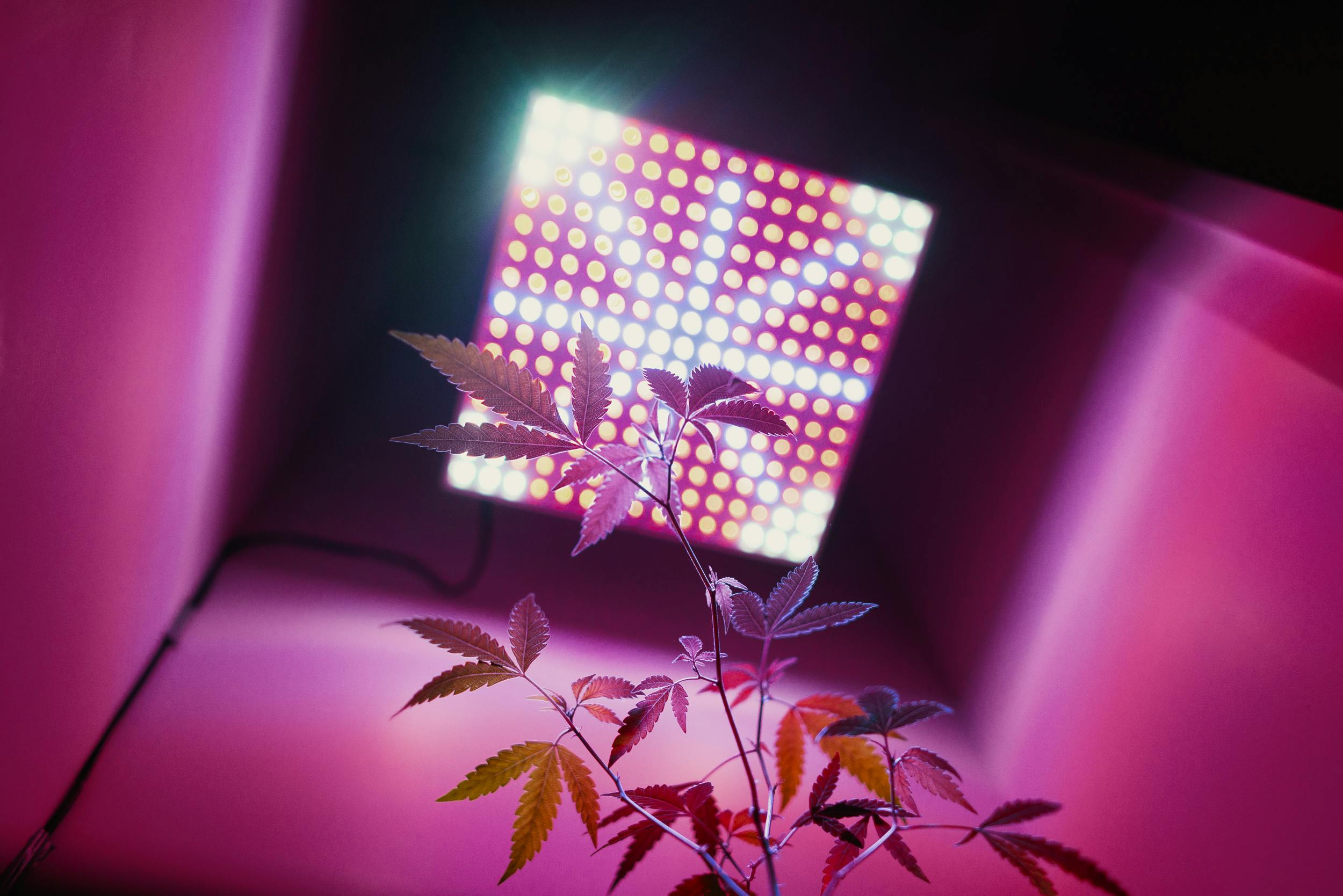 best led lights for growing cannabis