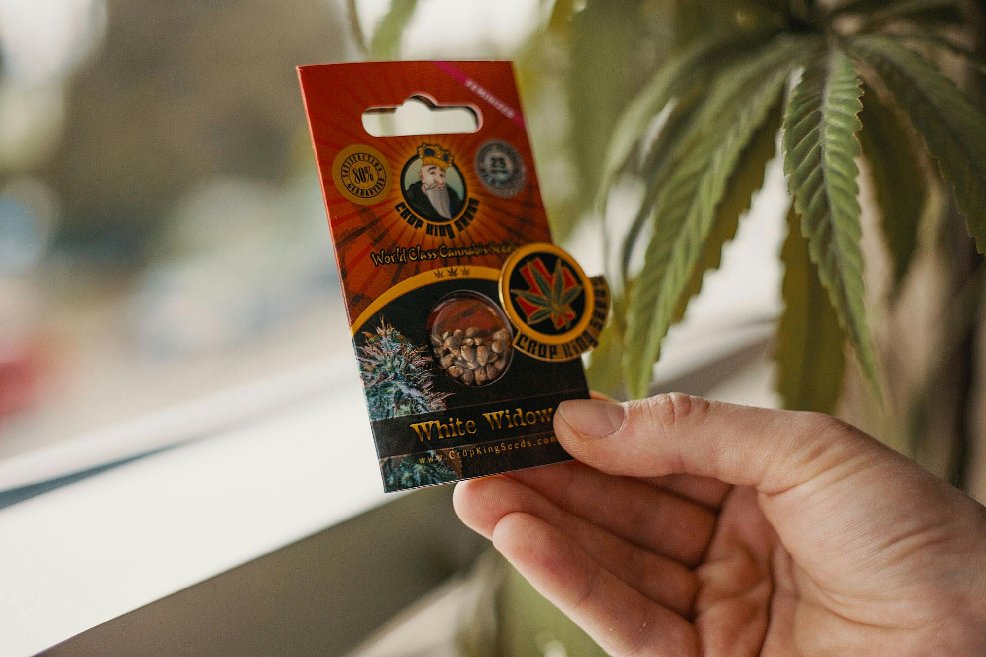 Herb's Guide To Finding The Best Online Seed Bank For Your Grow | Herb ...