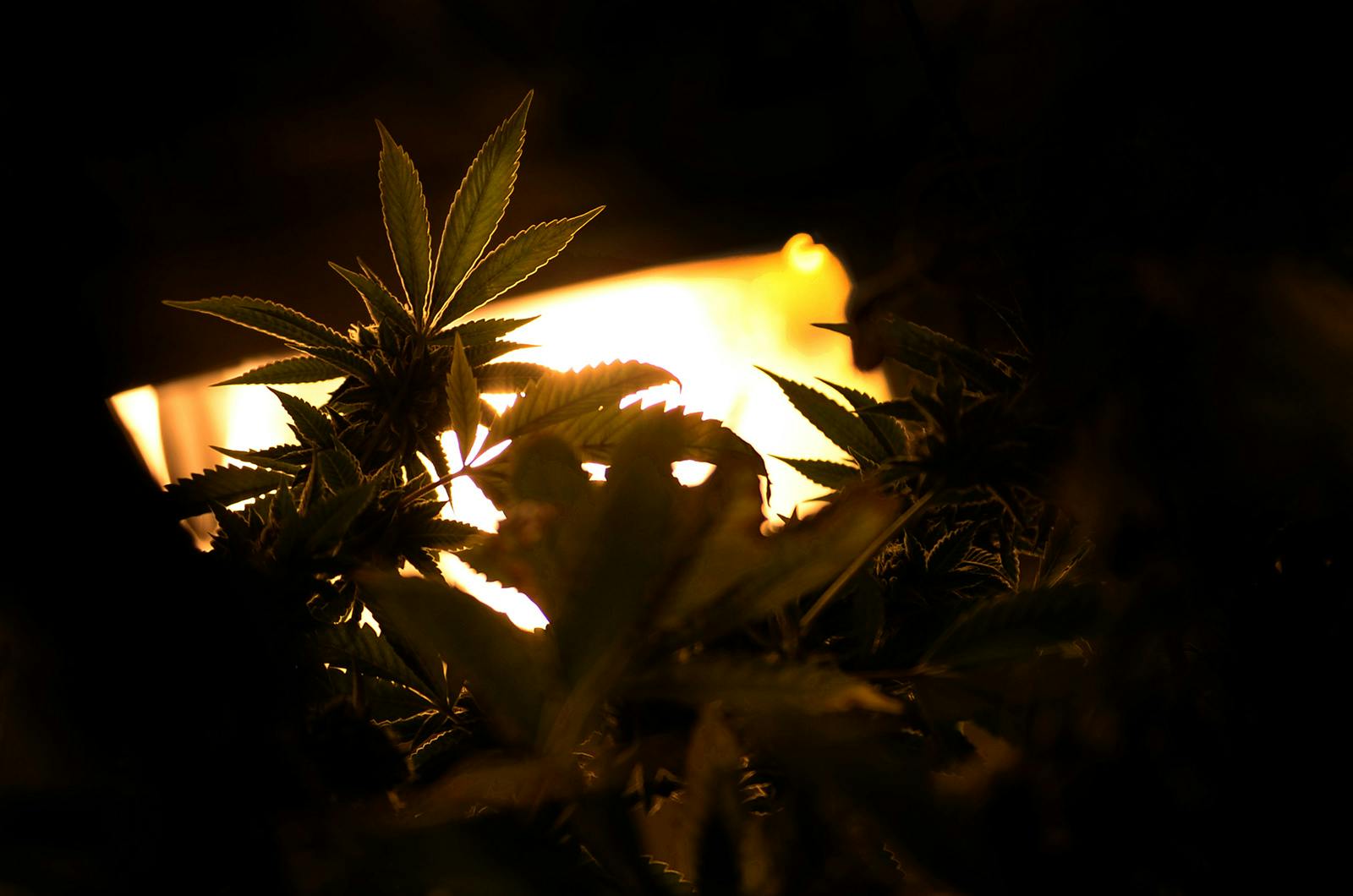 A cannabis plant is light from the rear by one of the best HID grow lights on the market
