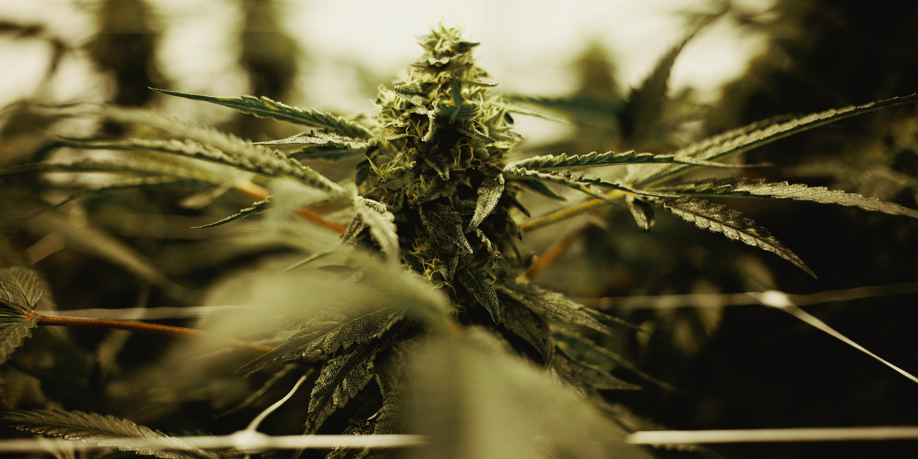 Growing Indoor vs. Outdoor Weed: What's the Difference? Here, a plant is shown close up
