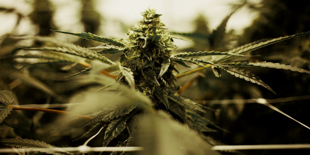 Growing Indoor vs. Outdoor Weed: What's the Difference? | Herb