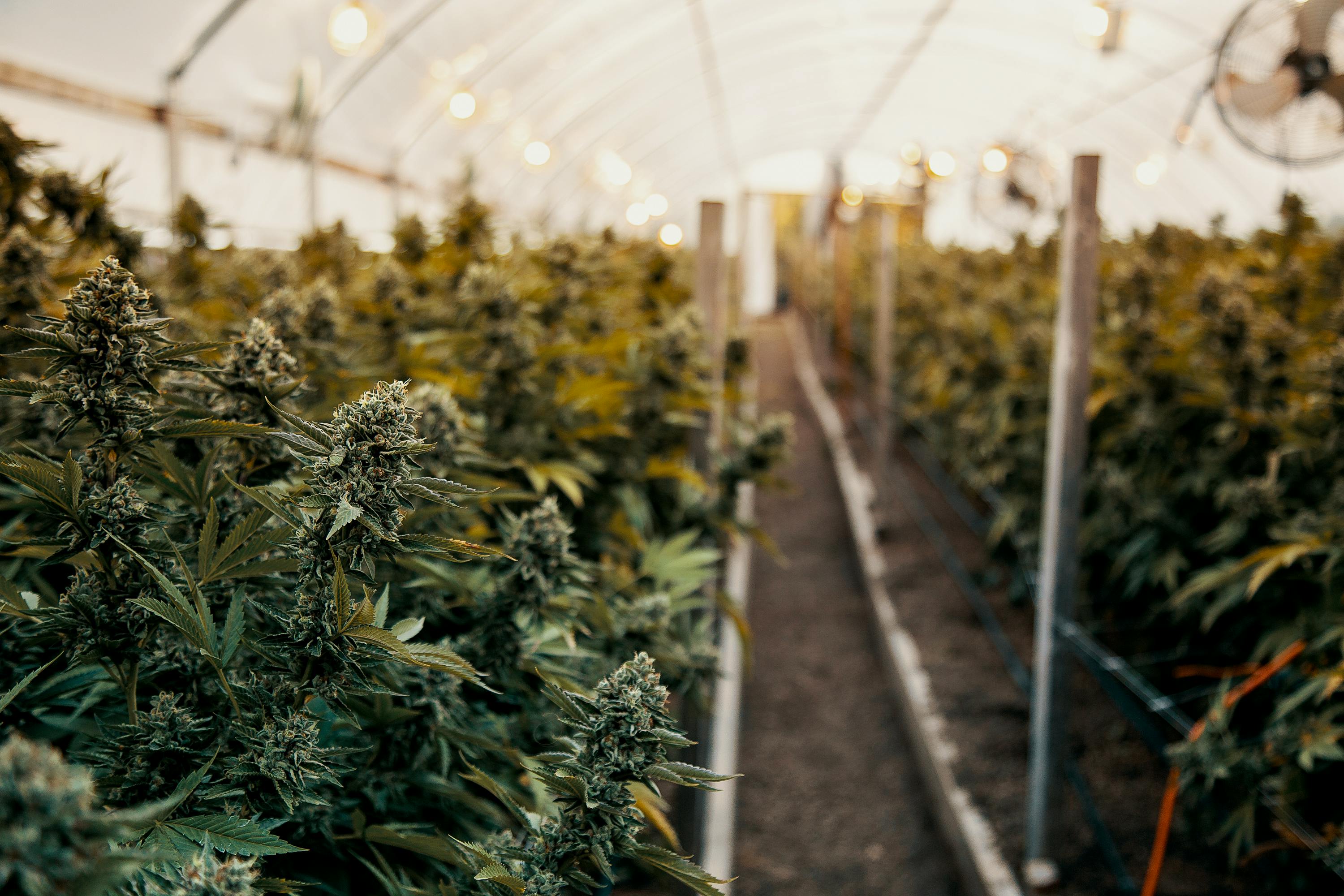 Growing Indoor Vs. Outdoor Weed: What's The Difference? | Herb