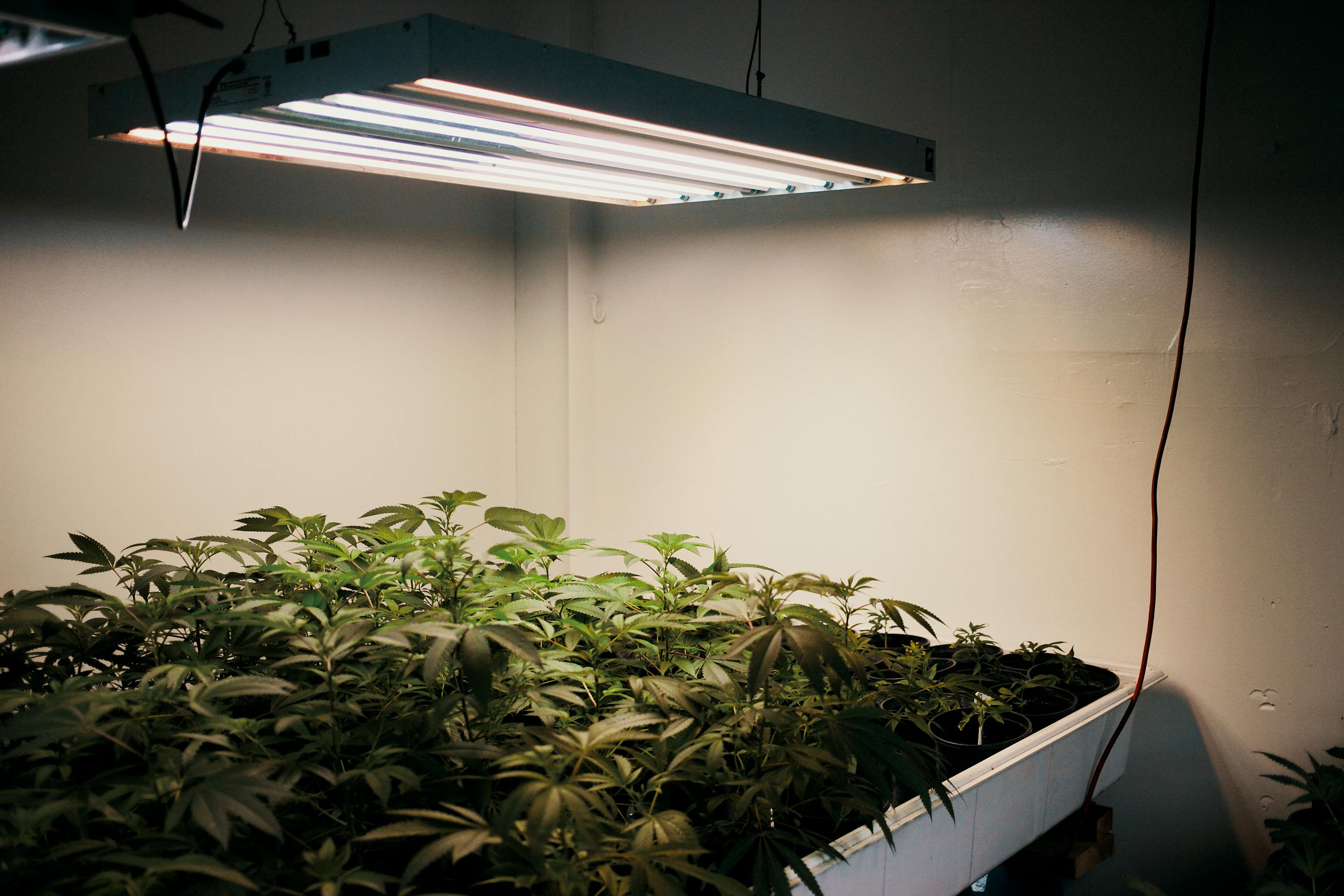 Growing Indoor Vs. Outdoor Weed: What's The Difference? | Herb