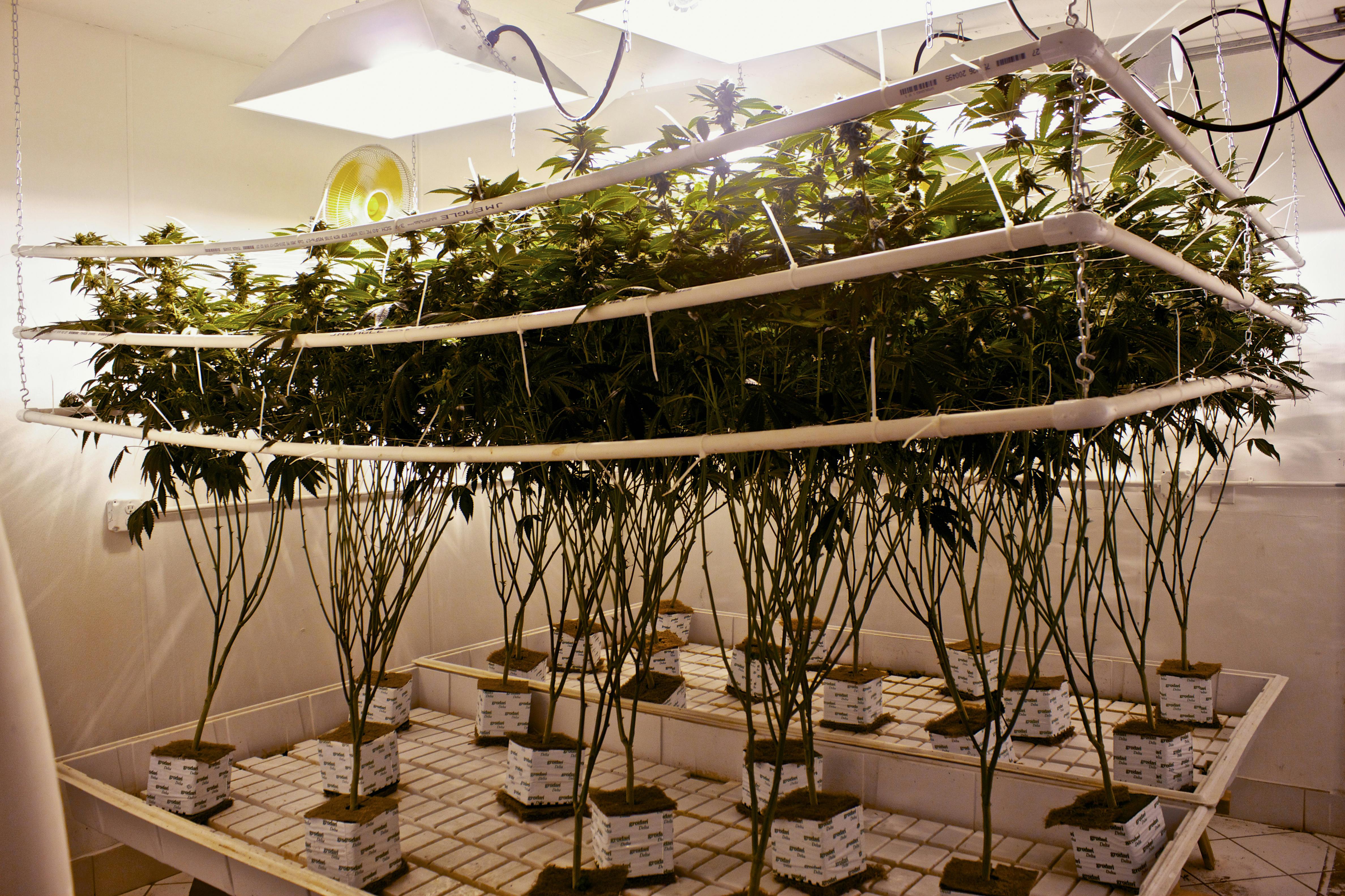 What Is Hydroponic Weed The Pros And Cons Of Hydroponics Vs Soil Herb
