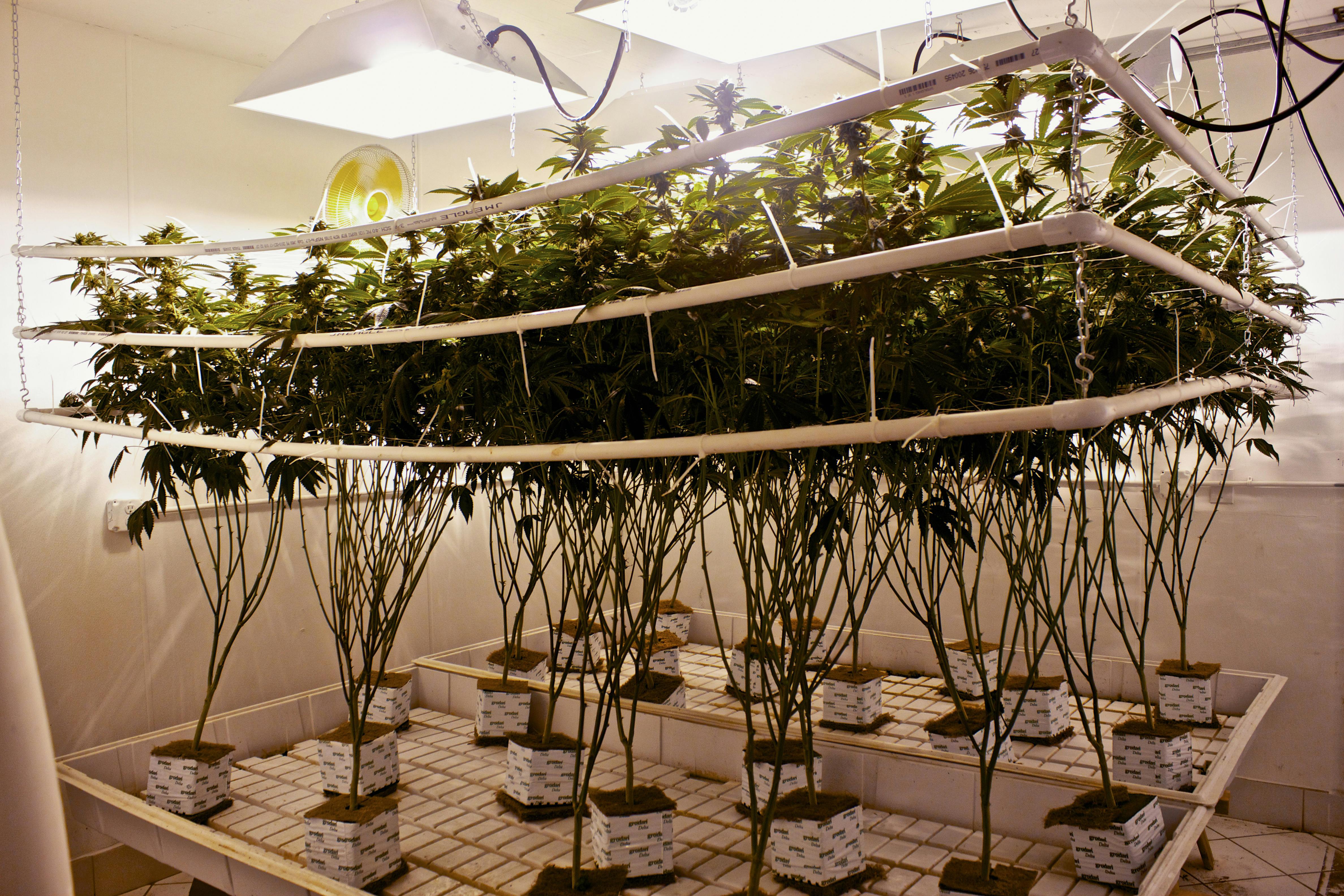 What Is Hydroponic Weed The Pros And Cons Of Hydroponics Vs Soil