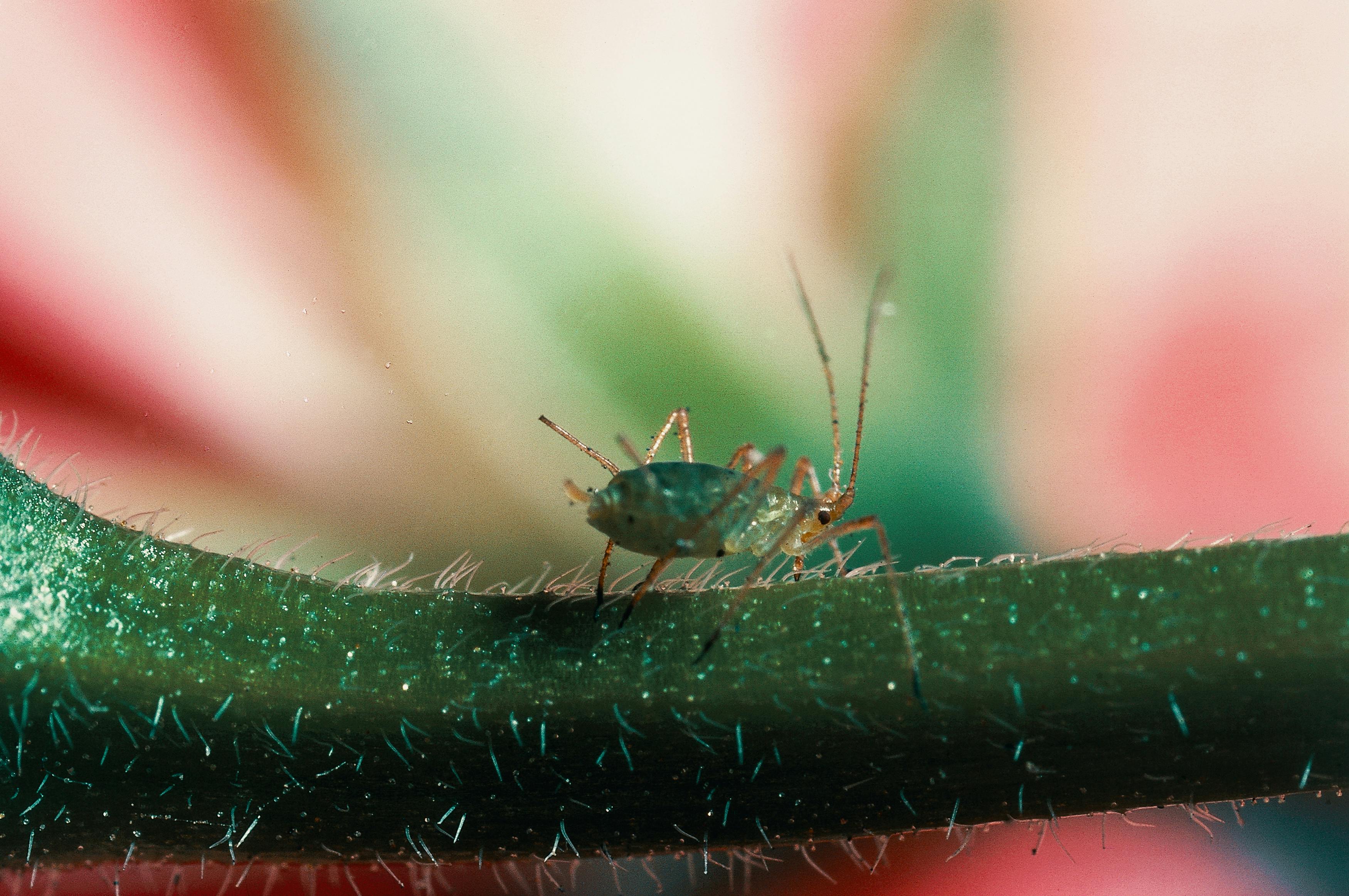 Aphids (Aphidoidea) on a pear tree branch. Aphids are one of the most common cannabis pests.