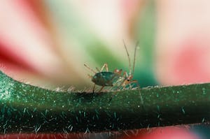 Learn to Identify Spider Mites, Aphids and Other Cannabis Pests