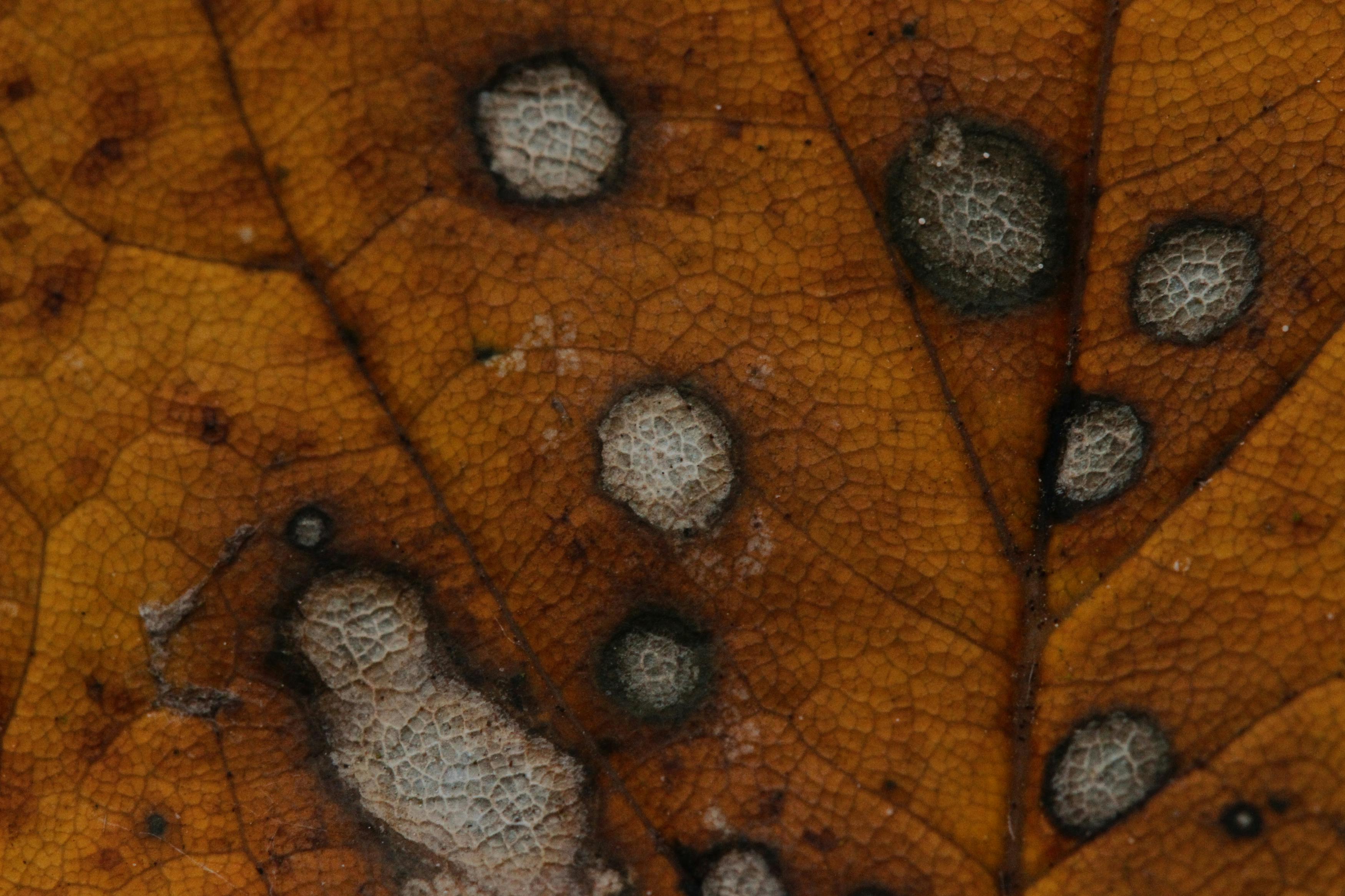 Powdery Mildew Root Rot Leaf Spot Diagnosing Cannabis Diseases Powdery Mildew, Root Rot, Leaf Spot: Diagnosing Cannabis Diseases