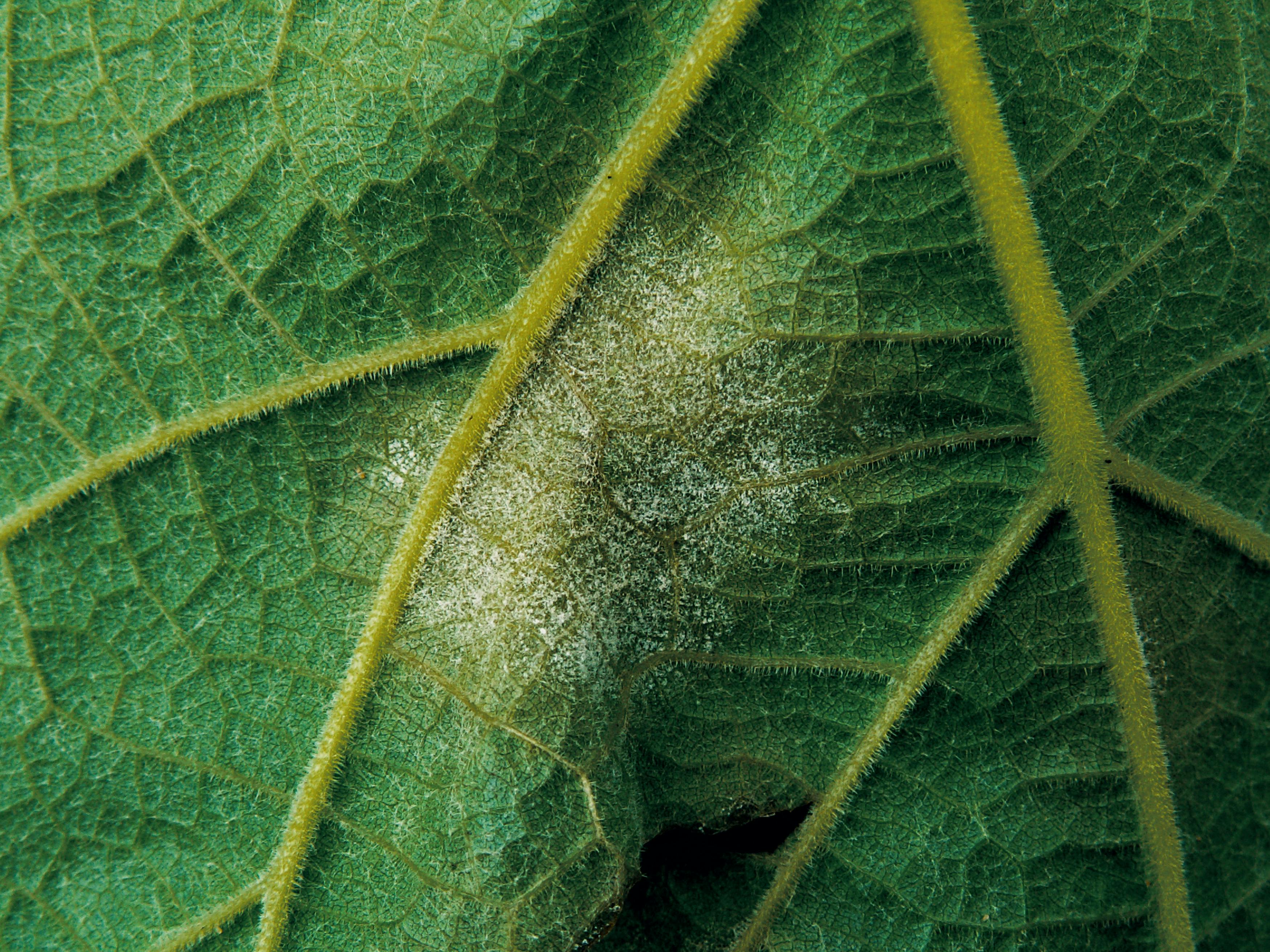 Powdery Mildew Root Rot Leaf Spot Diagnosing Cannabis Diseases1 Powdery Mildew, Root Rot, Leaf Spot: Diagnosing Cannabis Diseases