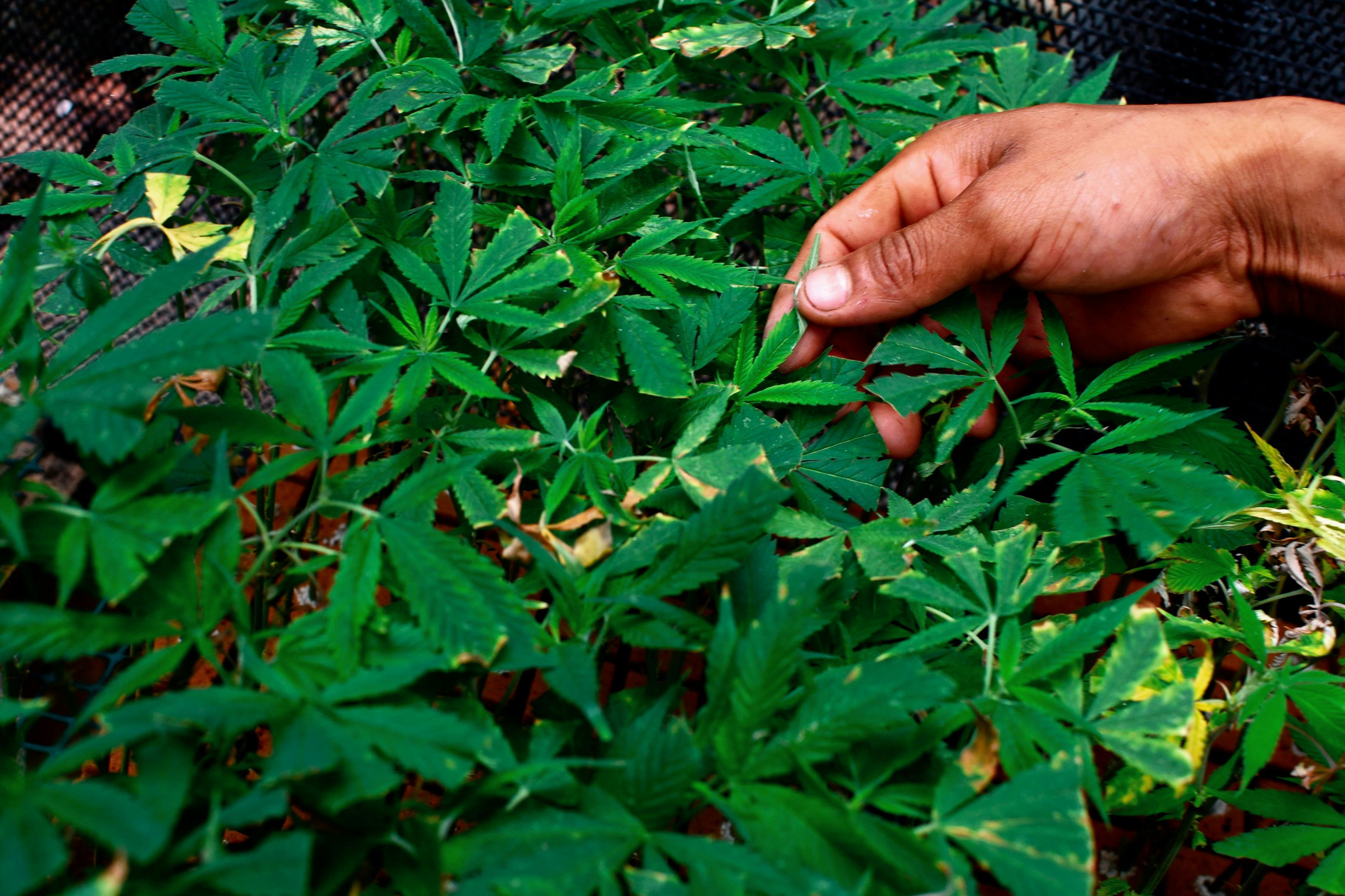 Here, a weed plant with a cannabis disease is shown. In this article, we feature the common cannabis diseases including powdery mildew and gray spot