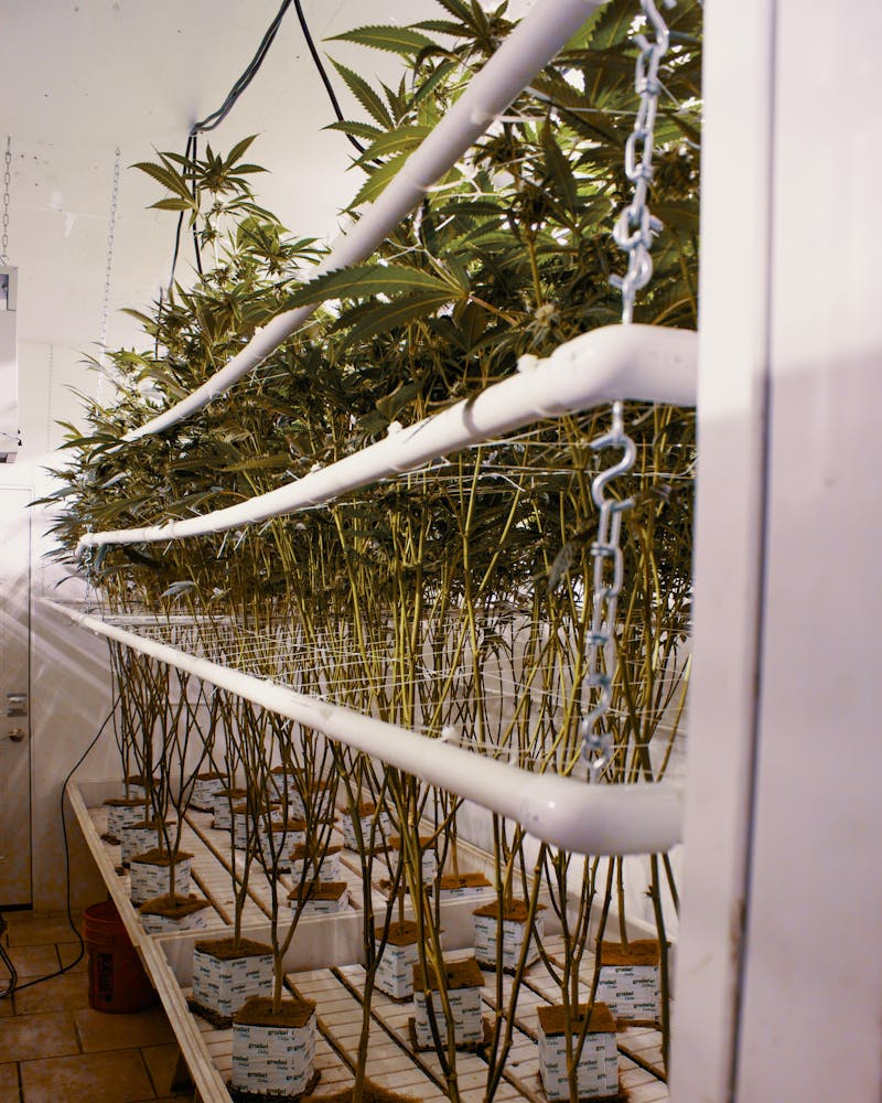 Save Space and Yield More Bud With the SCROG Screen of Green Method 2 What is SCROG?: Save Space and Yield More Bud With the Screen of Green Method