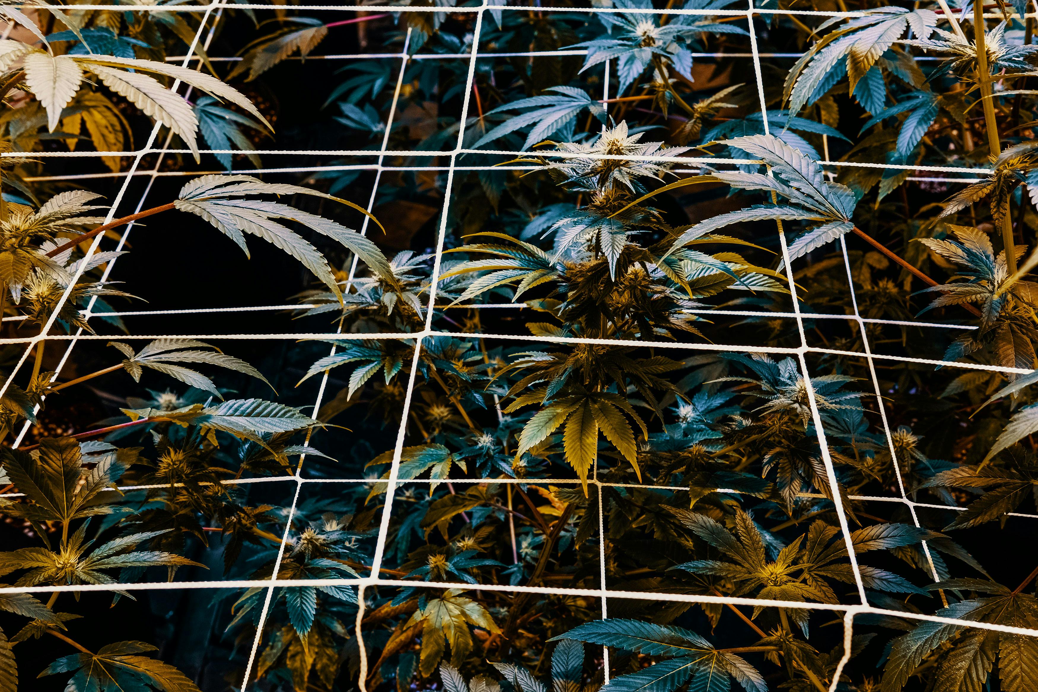 What is SCROG? Save Space and Yield More Bud With the