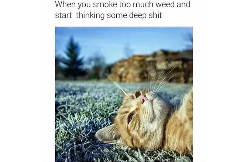 100 best weed memes