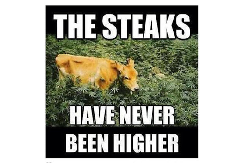 100 best weed memes