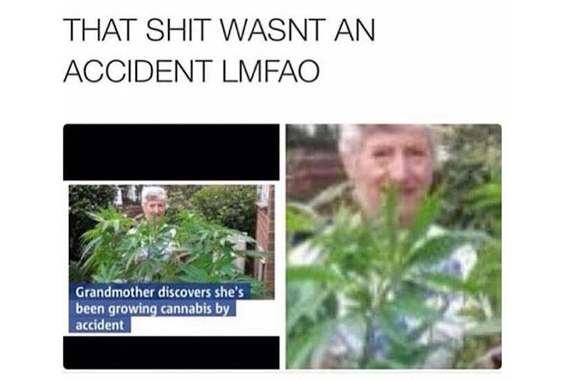 100 best weed memes