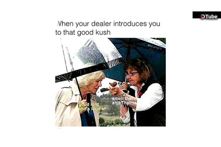 The 100 Best Weed Memes For True Herb Enthusiasts871 The 100 Best Weed Memes For True Herb Enthusiasts