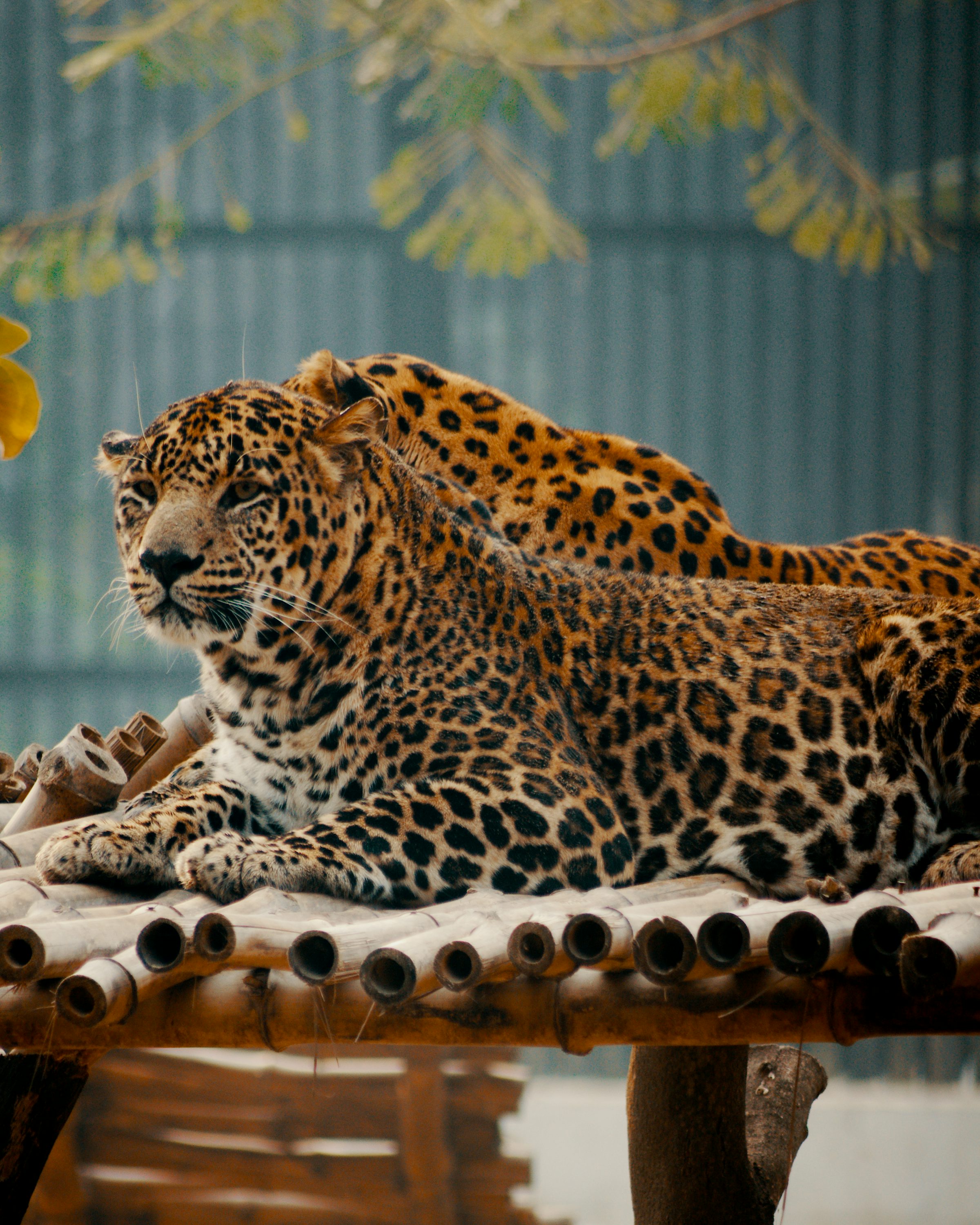 The Best Smoke Spots on Earth for Explorers Who Love Weed 2 2 Top Smoking Spots Every Traveler Must Try