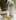What is the Best Homemade Bug Spray for Weed Plants 1 2 What is the Best Homemade Bug Spray for Weed Plants?