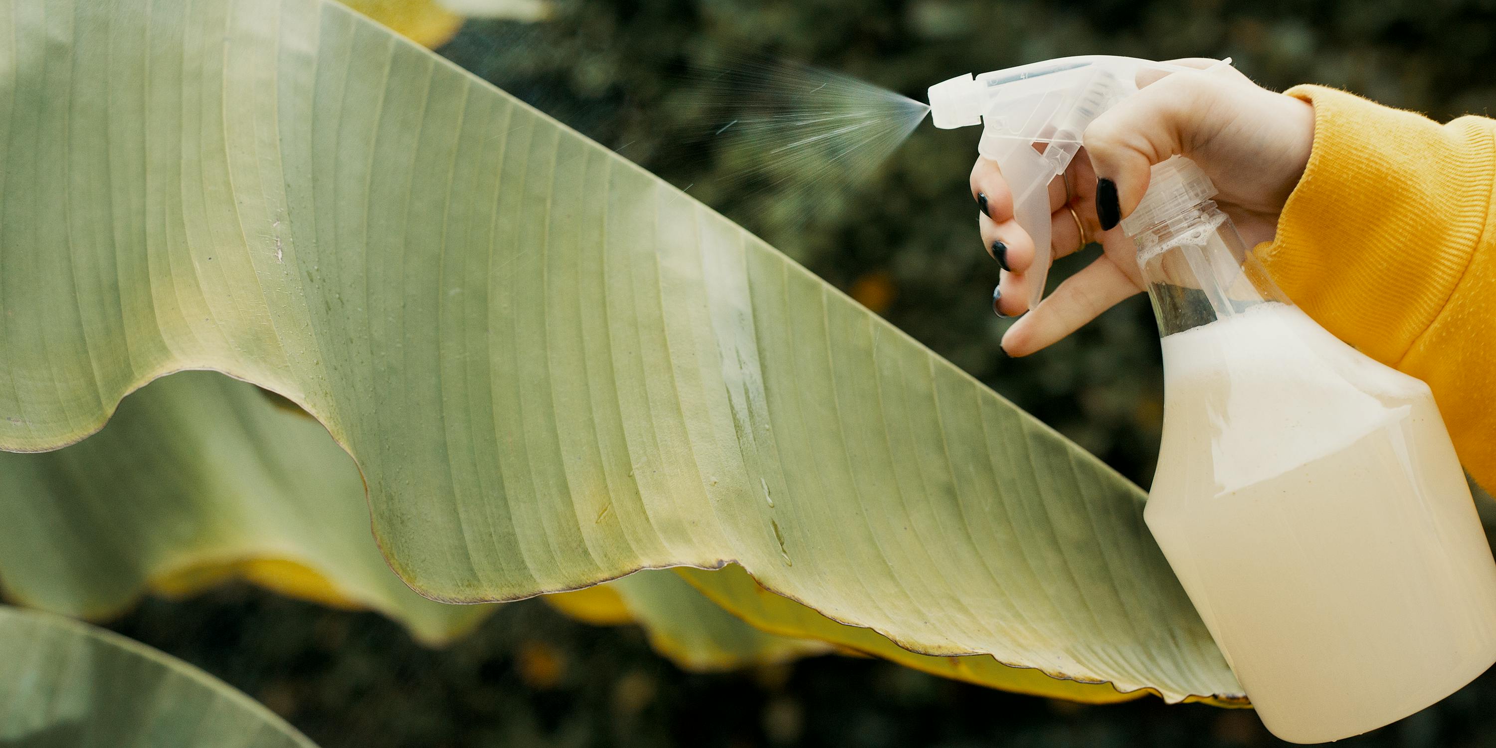 A woman sprays a plant. Herb has your guide to the best homemade bug spray for weed plants.