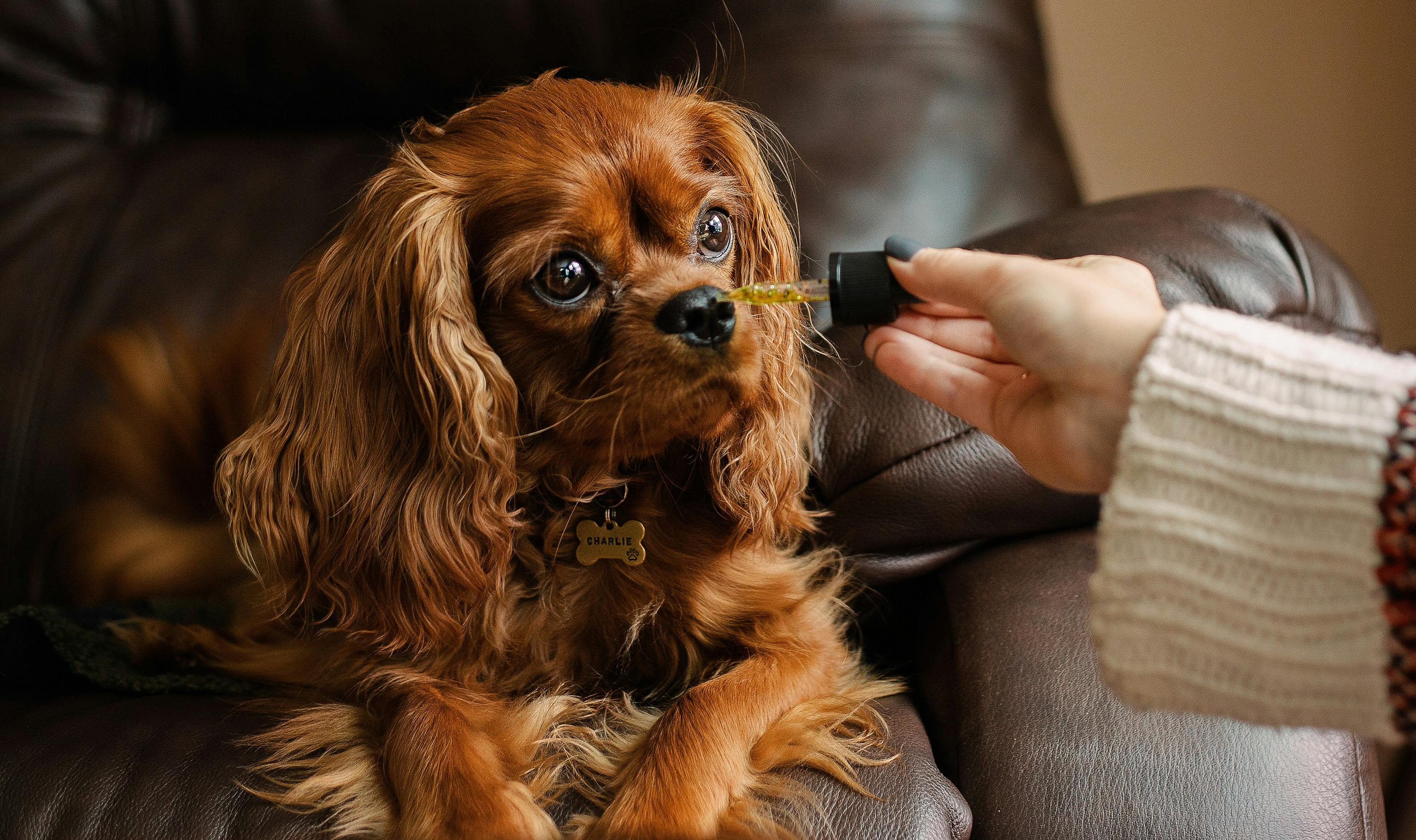 Here's Everything You Wanted to Know About Animals Getting High On Weed