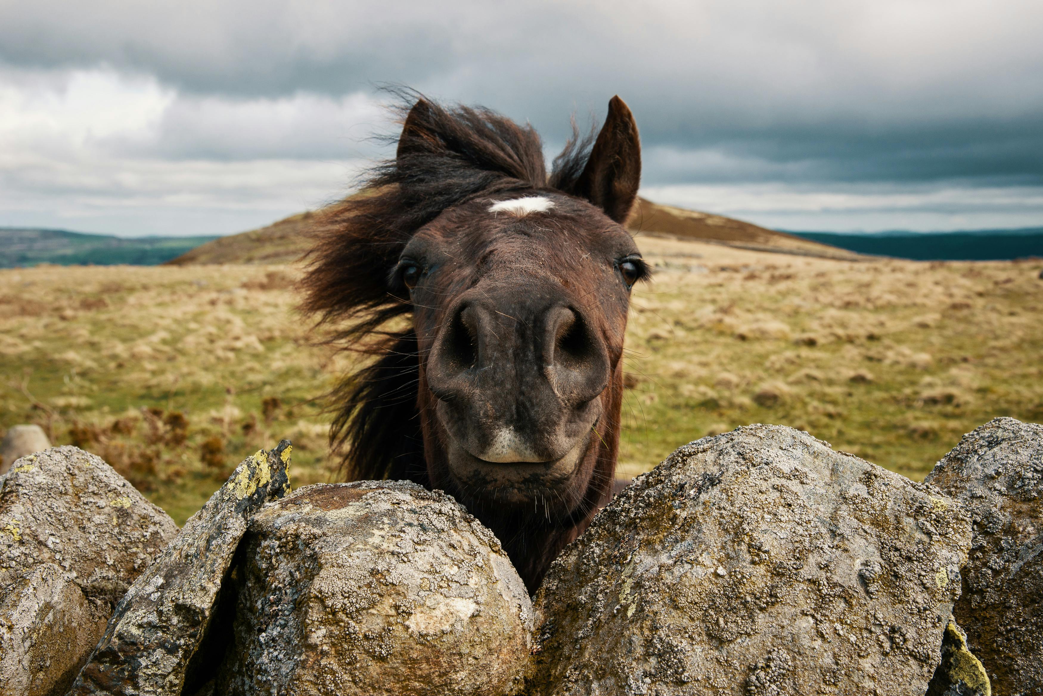 Animals that can get stoned Heres Everything You Wanted to Know About Animals Getting High On Weed