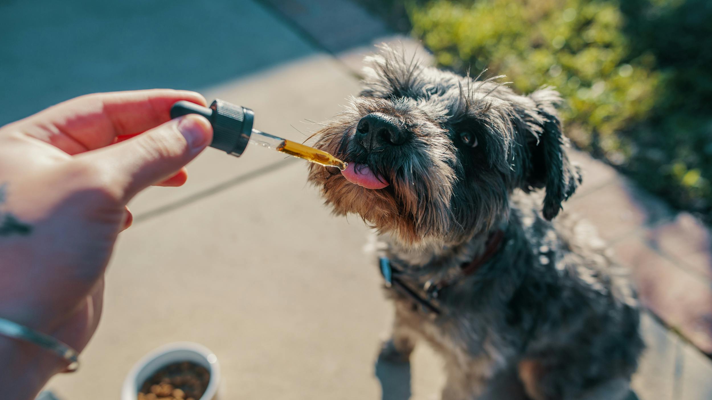 Be Kind To Your Four Legged Friends With The Best Hemp Oil For Dogs | Herb