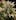Cannabis Breeding 101 Thinking of Starting Your Own Grow? You Need To Read Cannabis Breeding 101