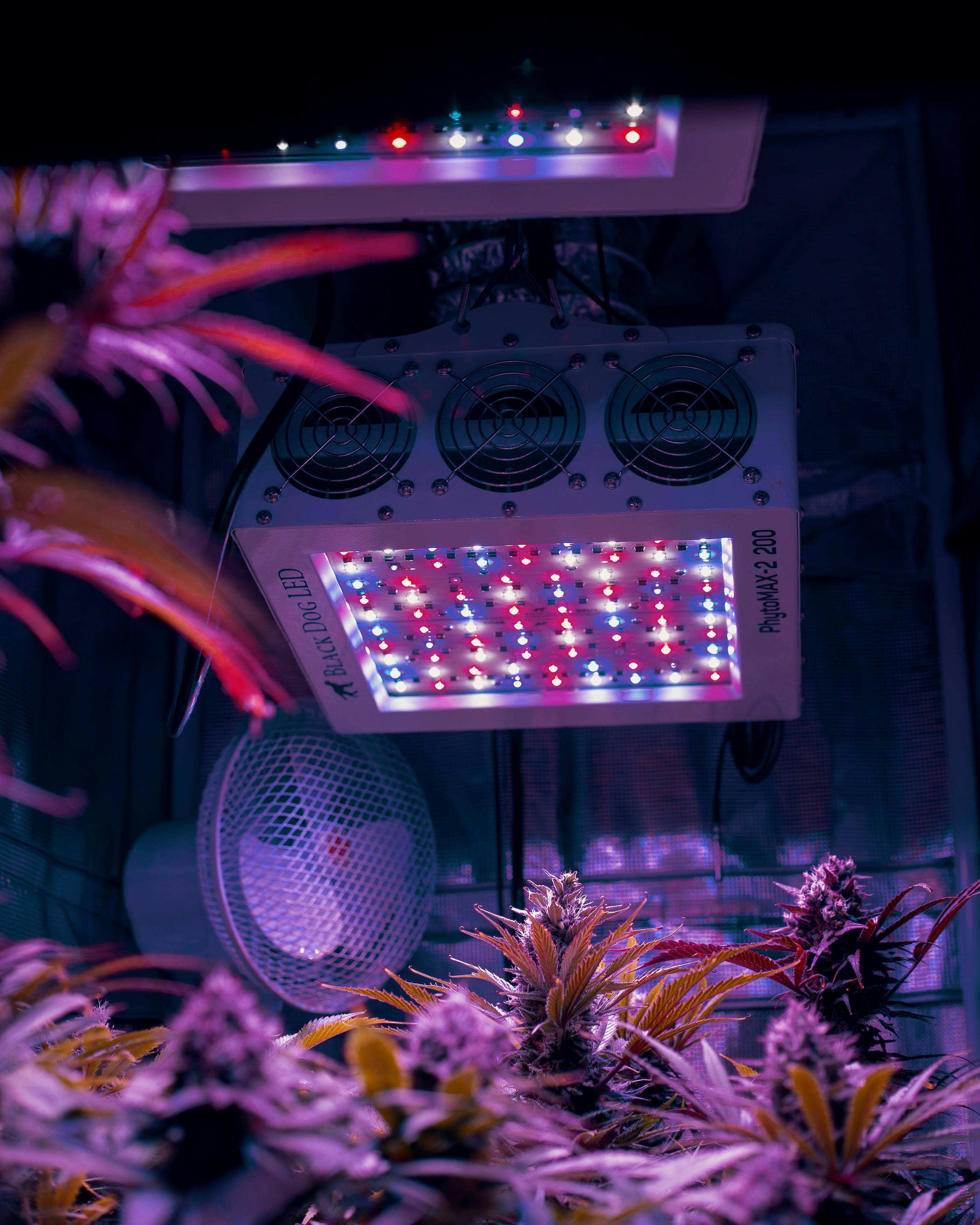 Everything You Need To Know About Grow Lights1 Wiz Khalifa Hot Boxes Dressing Room; Boots Shiggy For Coughing