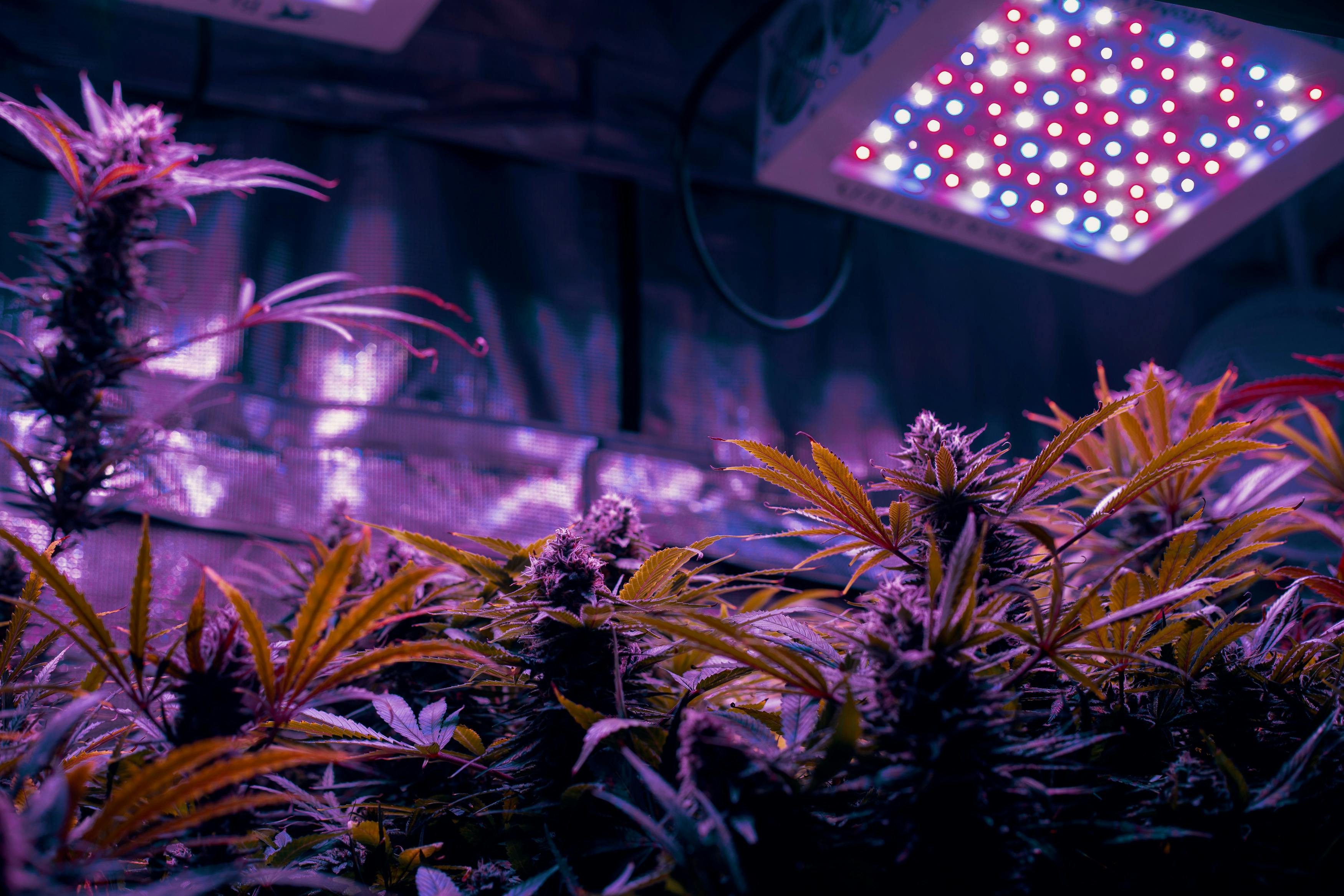 Everything You Need To Know About Grow Lights3 Wiz Khalifa Hot Boxes Dressing Room; Boots Shiggy For Coughing