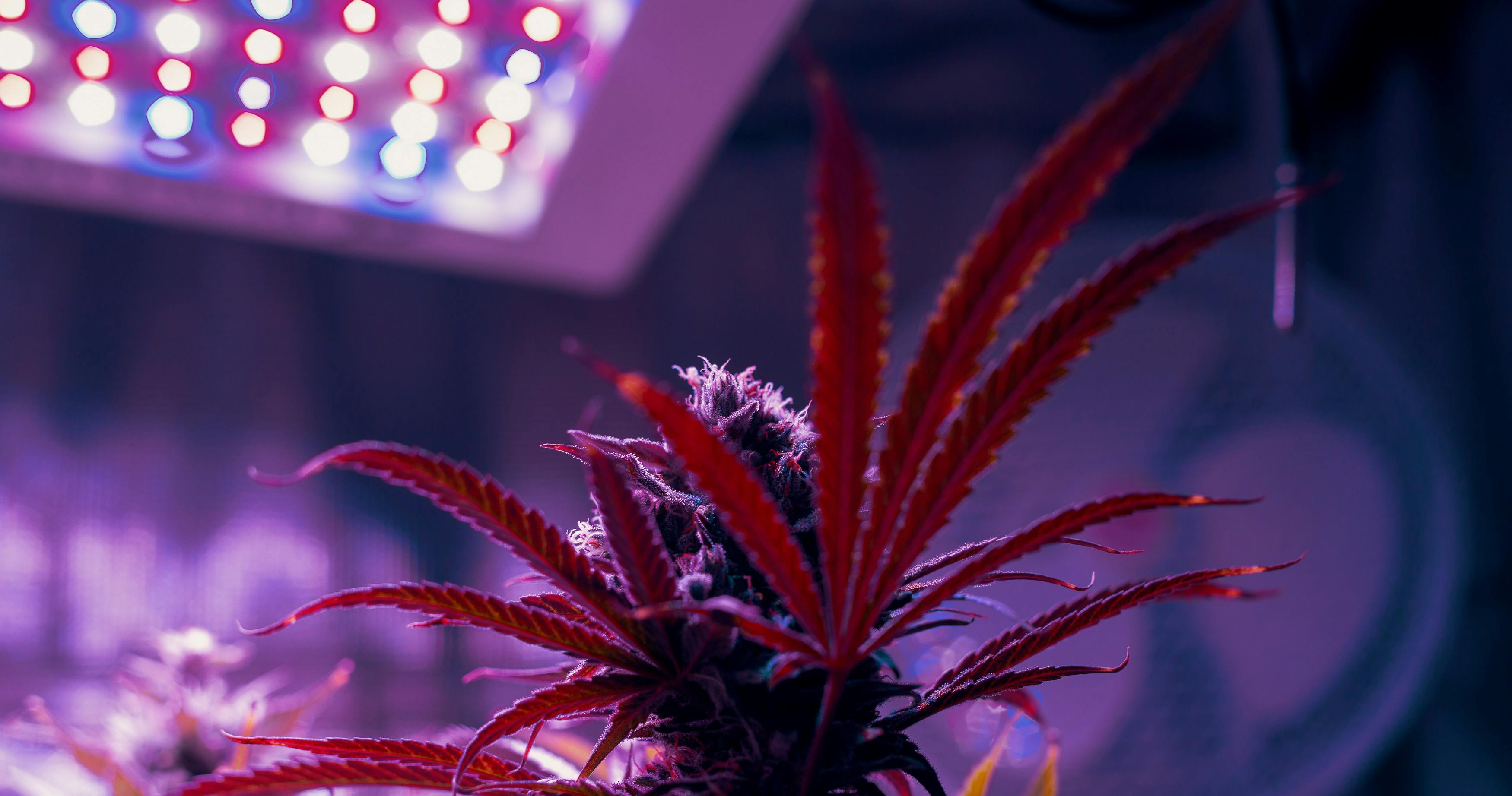 A cannabis plant light from above by LED grow lights