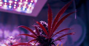 Everything You Need To Know About Grow Lights