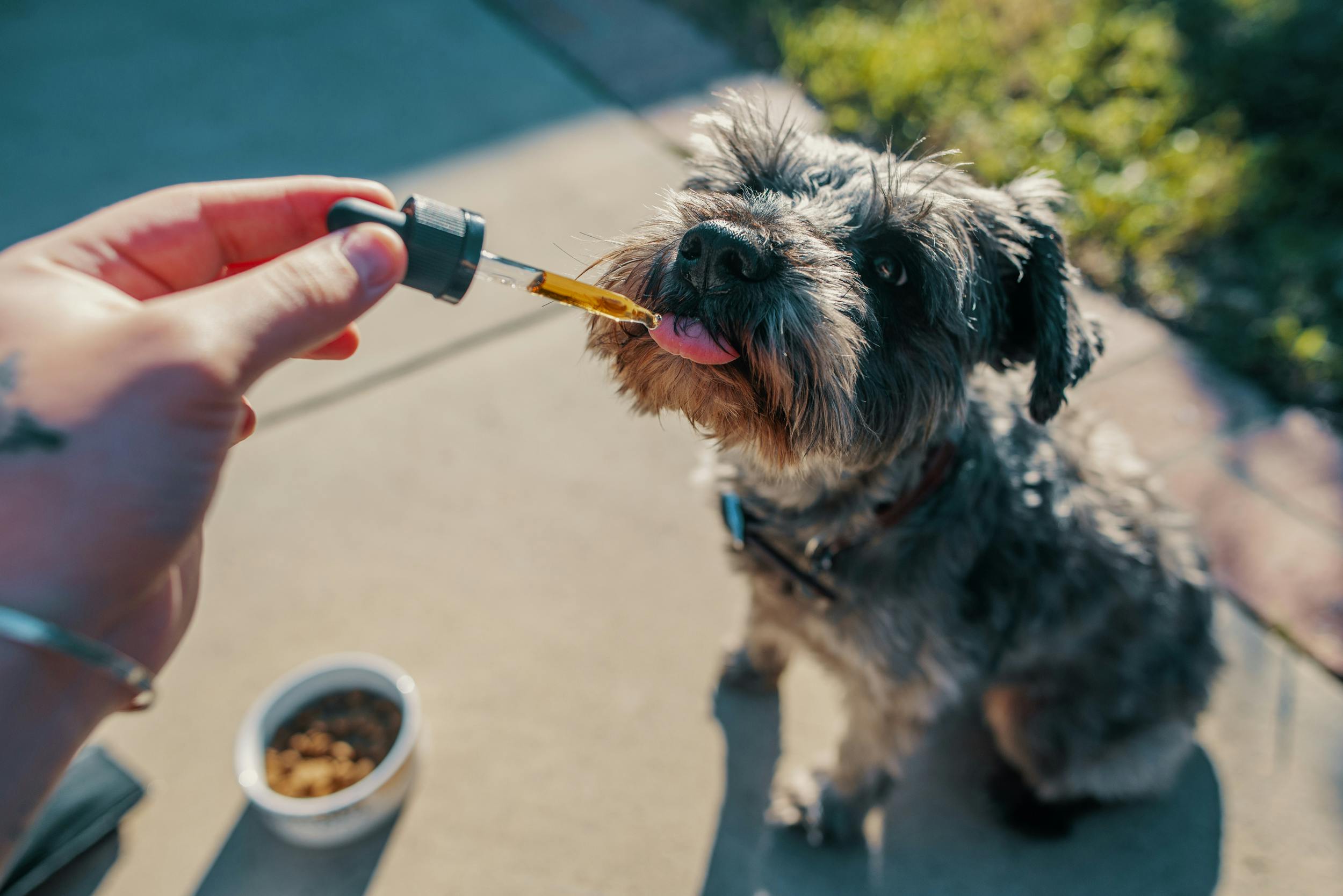 Heres Everything You Wanted to Know About Animals Getting High On Weed 1 Heres Everything You Wanted to Know About Animals Getting High On Weed