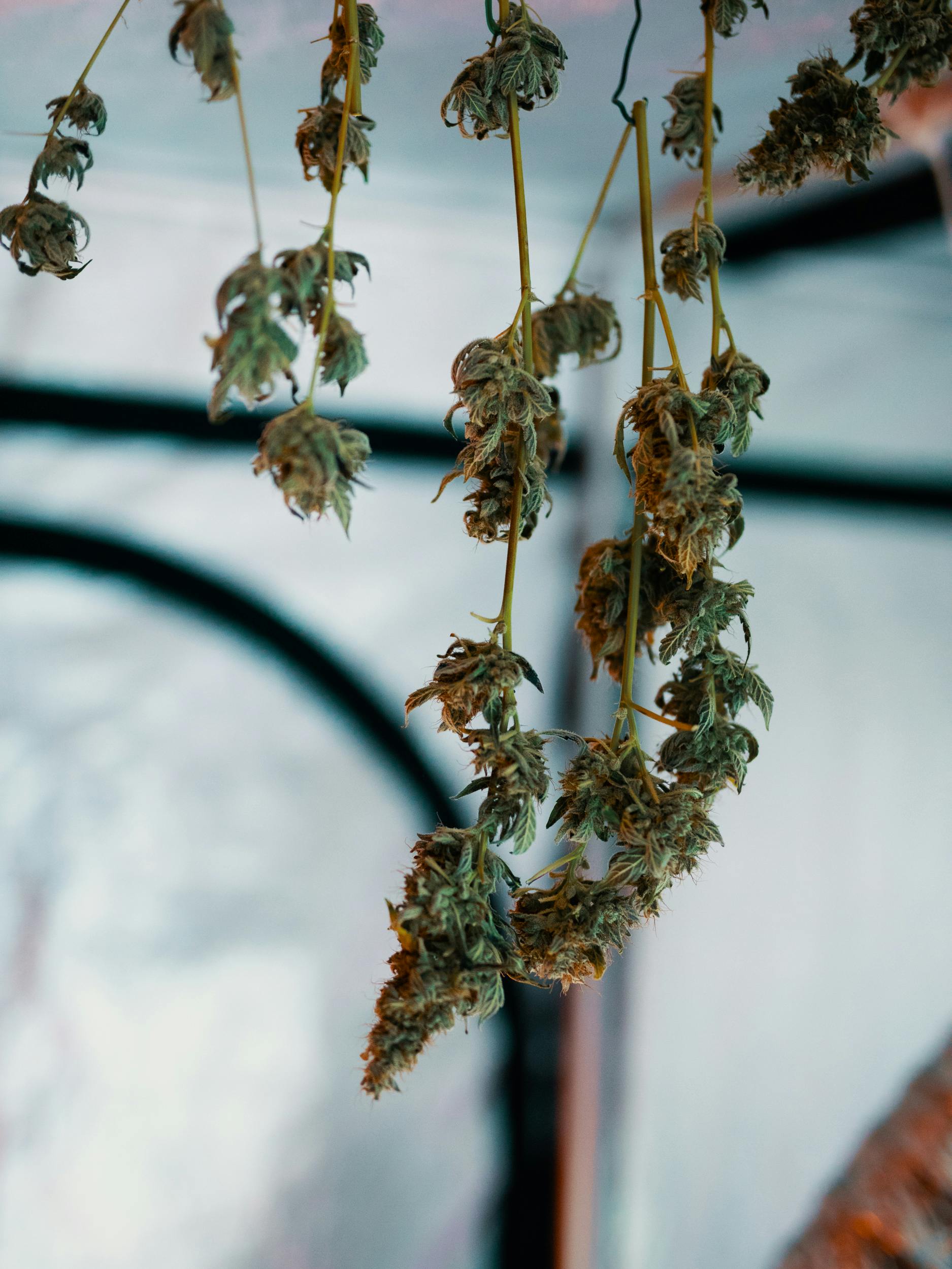 How to Dry Cannabis 3 Heres How to Dry Cannabis Like a Pro