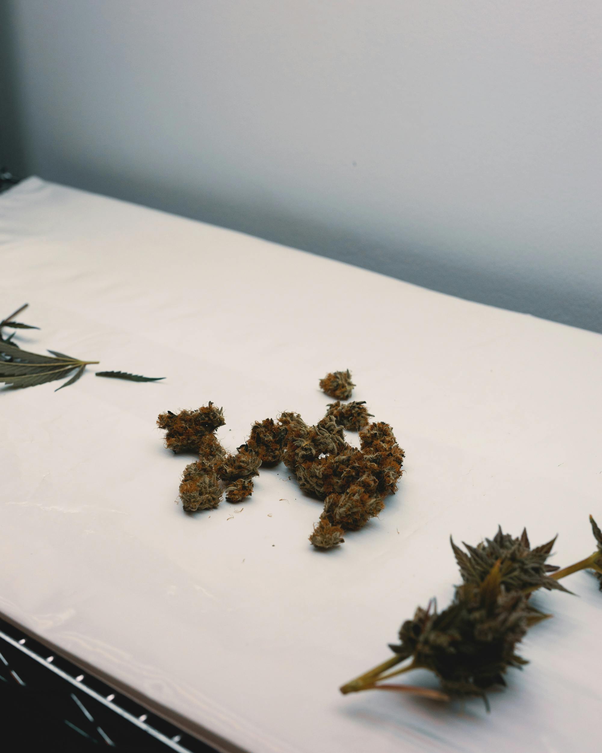 How to Dry Cannabis 7 Heres How to Dry Cannabis Like a Pro