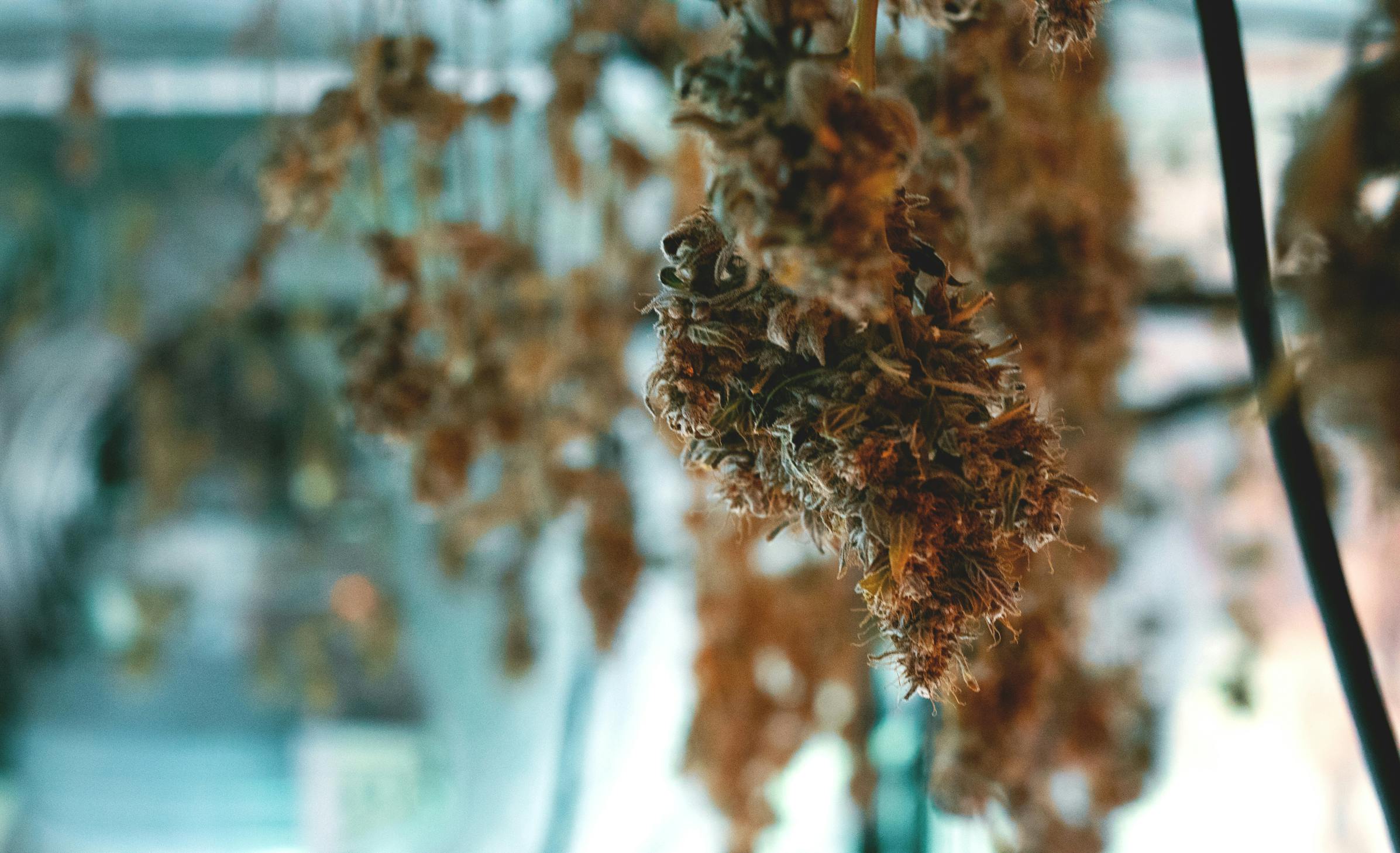 Cannabis hangs upside down drying, which is one of our tips in the how to dry cannabis guide